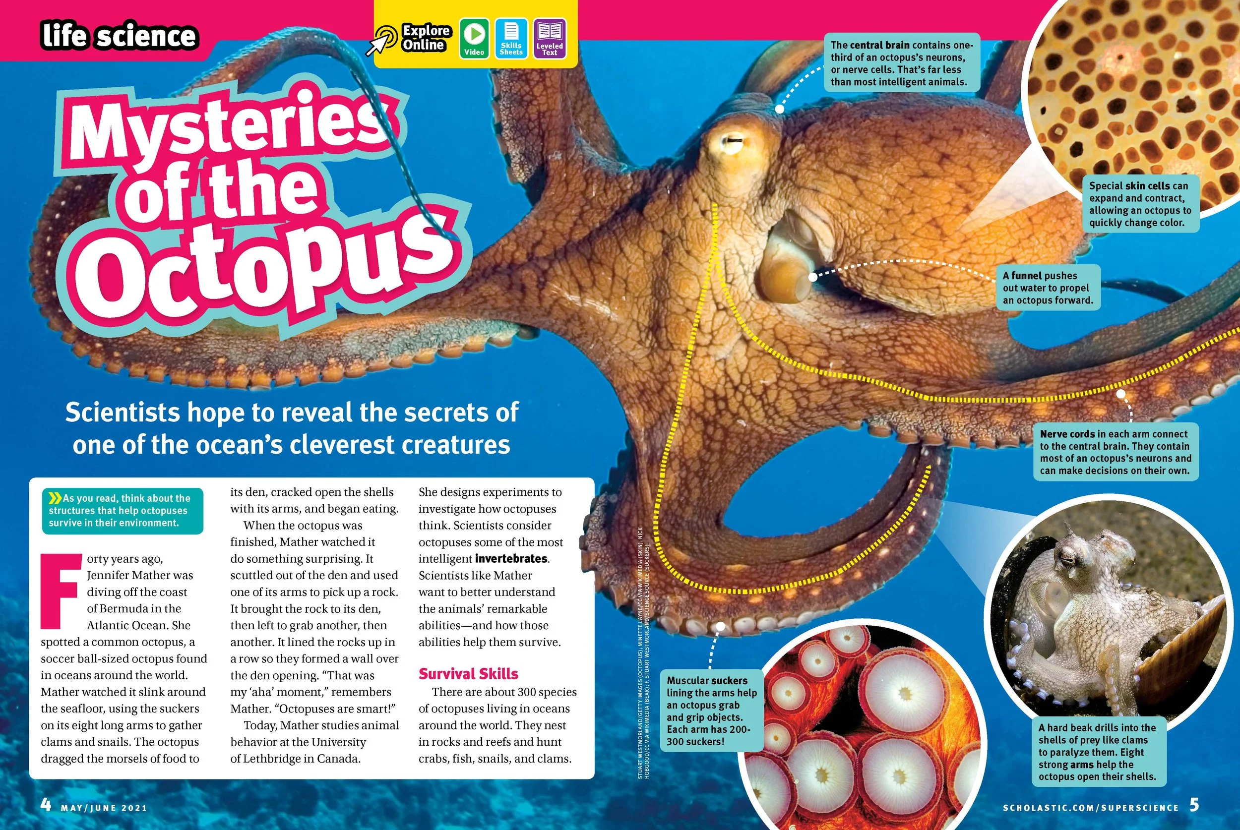 SS08-MAY_JUNE2021-P04-7-OCTOPUS-VF_Page_1.jpg