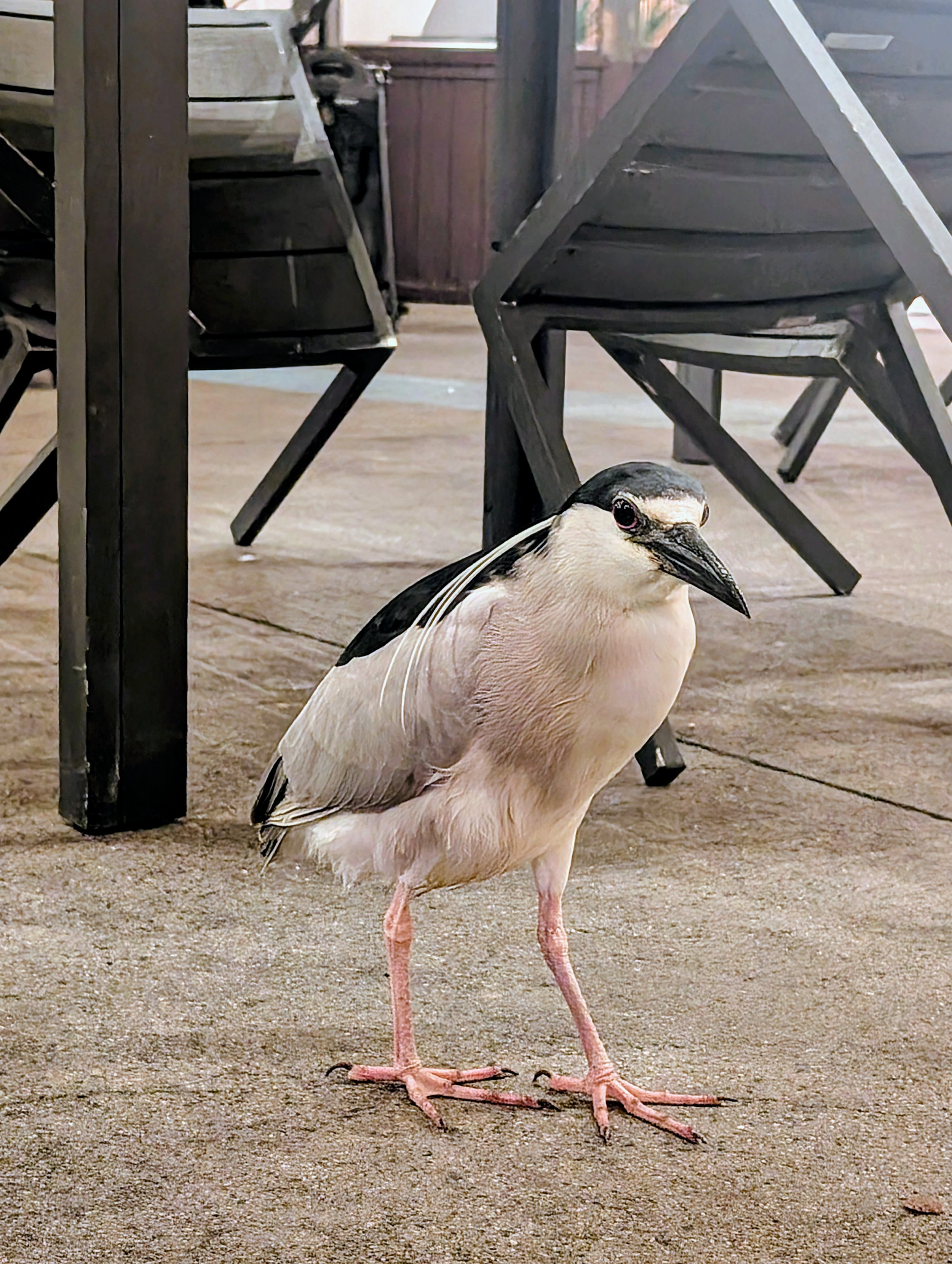 Night heron stalking the San Diego RNA meeting - March 2026