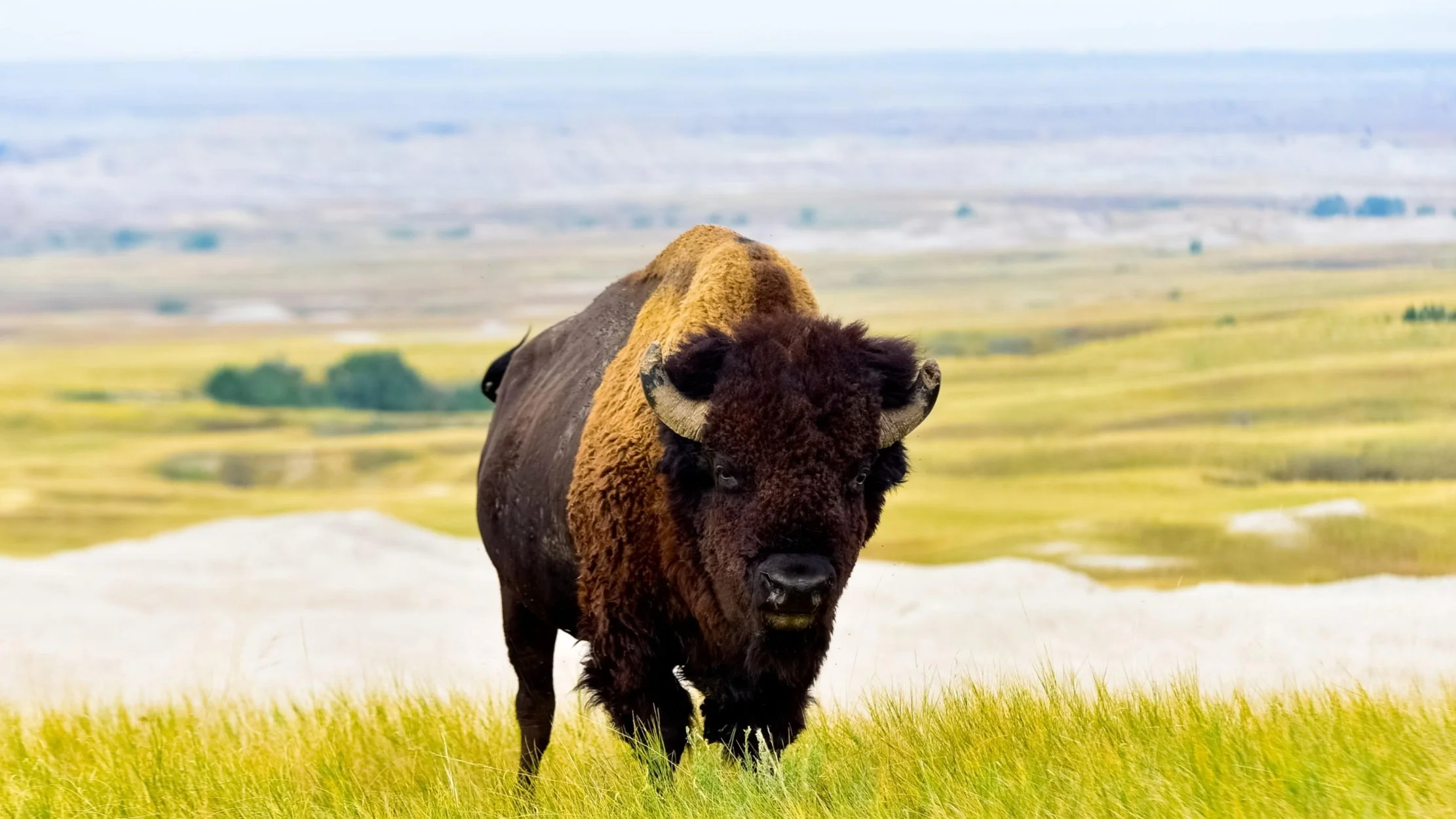 South Dakota Cannabis News Recap 4/5/22