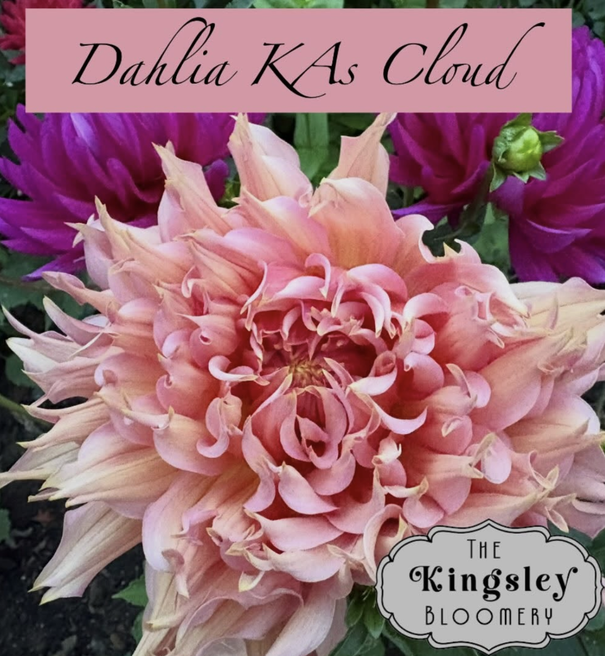 The Kingsley Bloomery