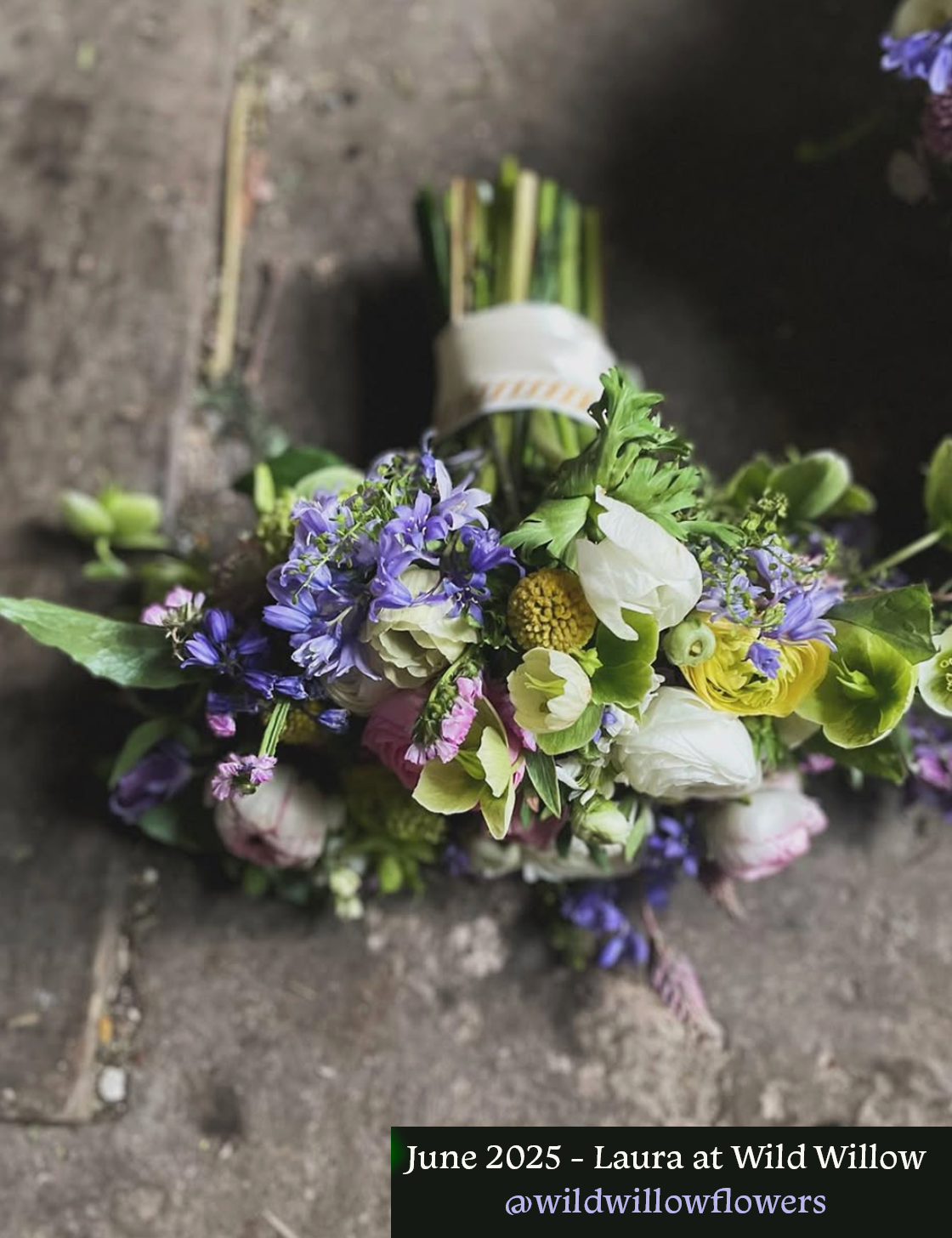 May 2025 Wild willow.png