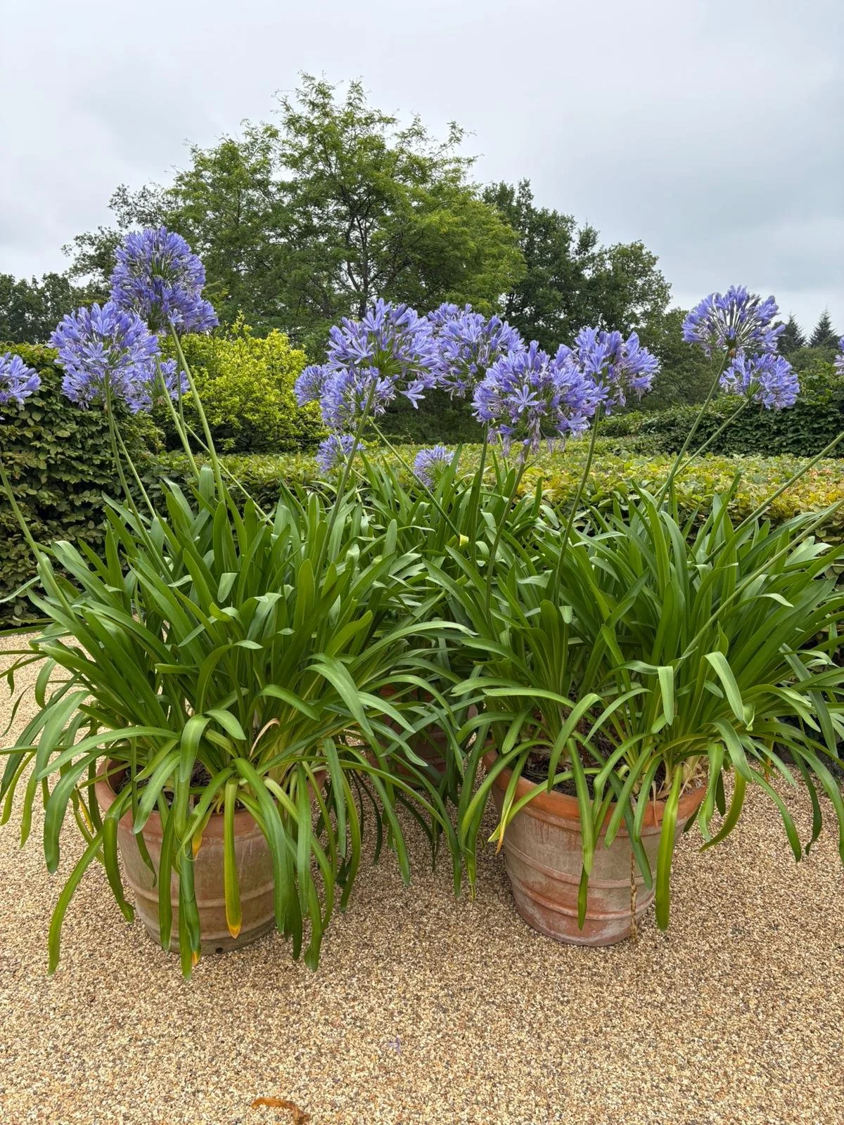 WhatsApp Image 2025-07-29 at 15.31.53(2).jpeg