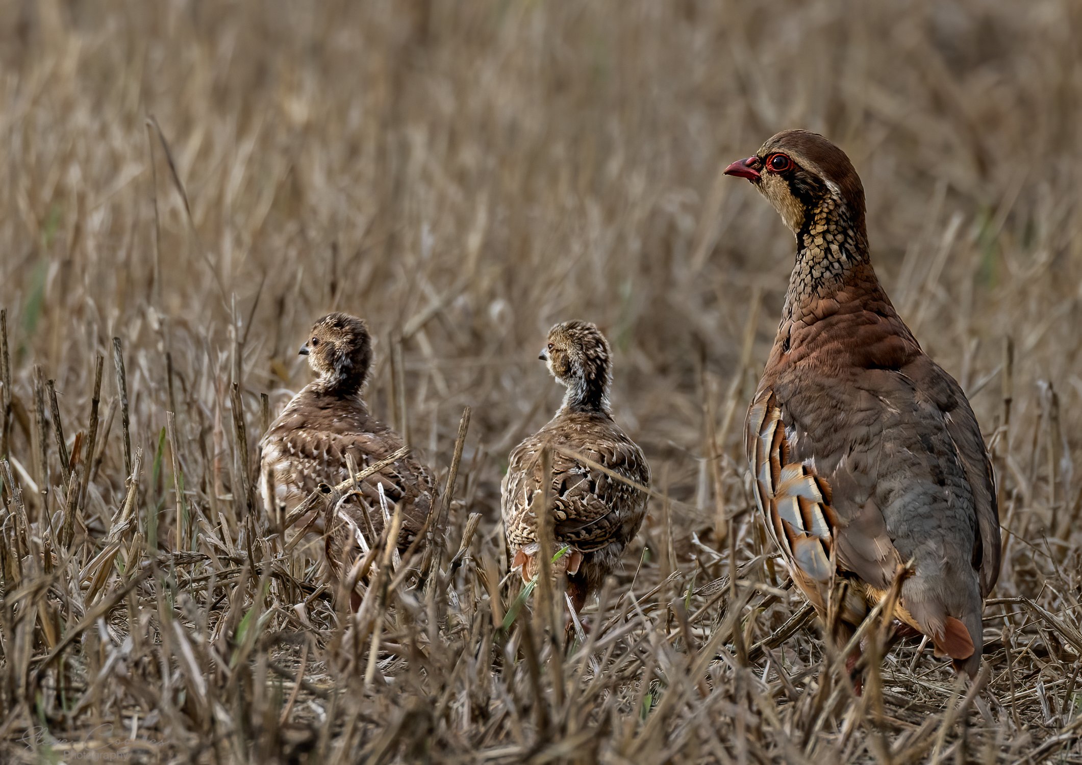 _72A1162-Edit-2-Edit.jpg