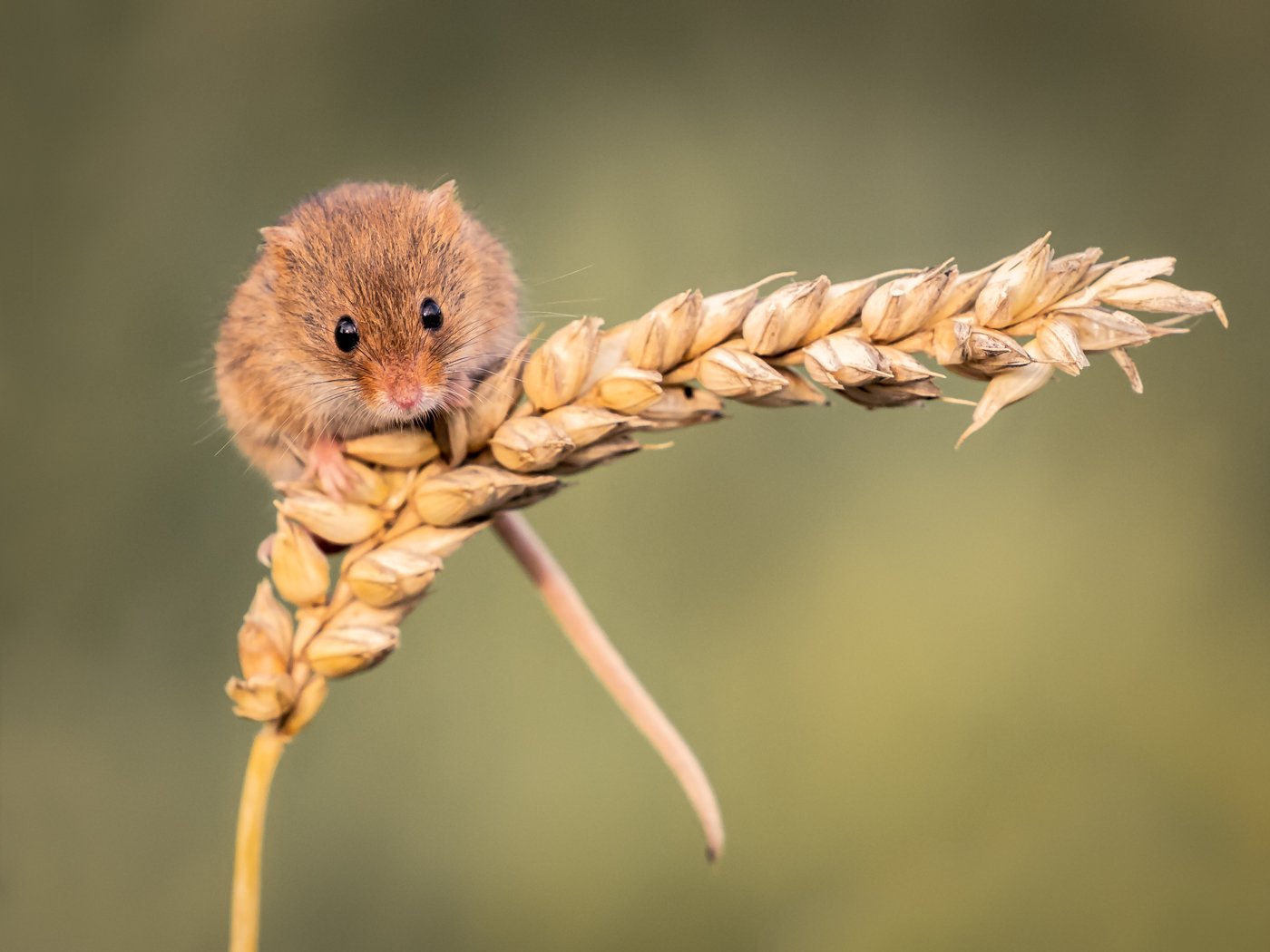 Mrs Mouse#Steve Coomes.jpg