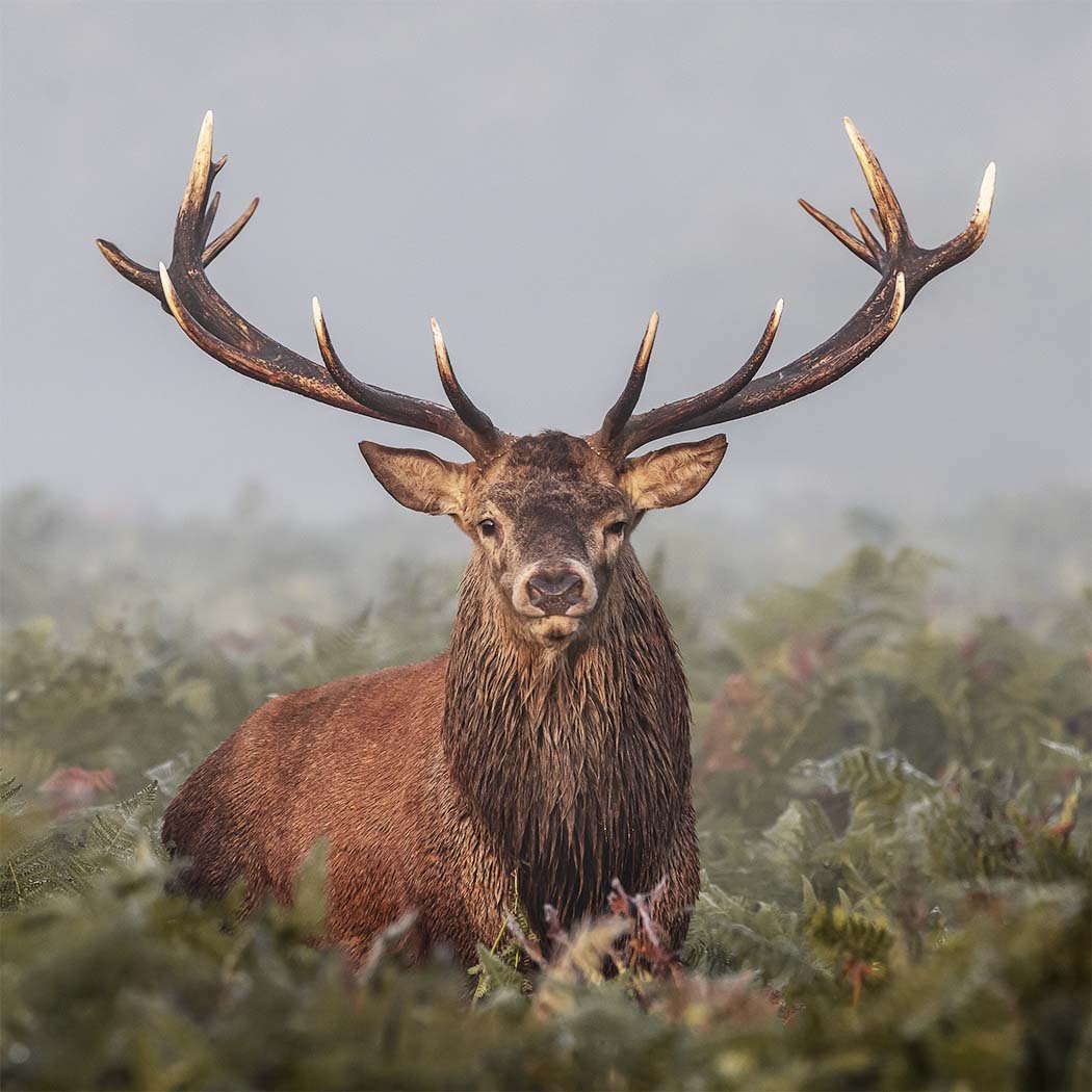 Monarch Of The Glem#Steve Coomes.jpg