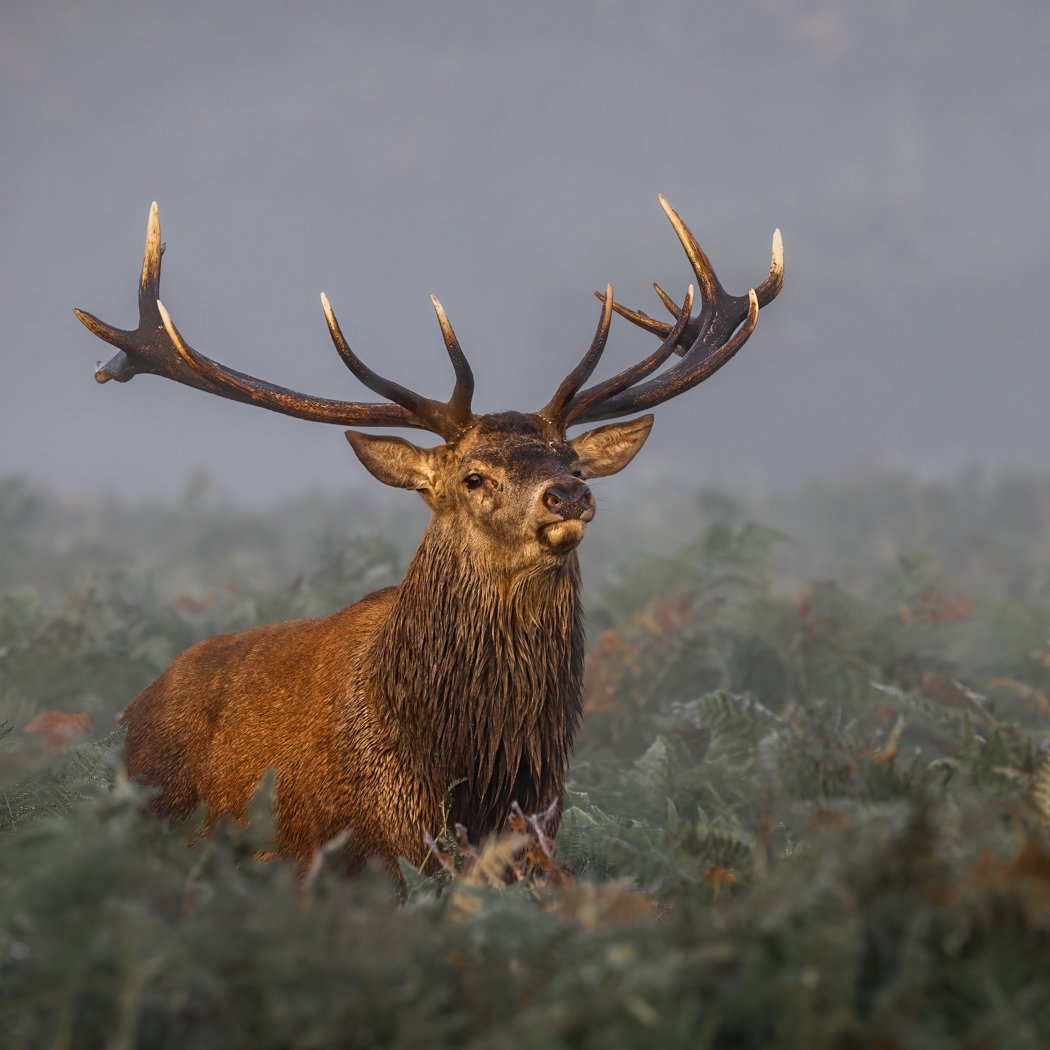 Deer3#Steve Coomes.jpg