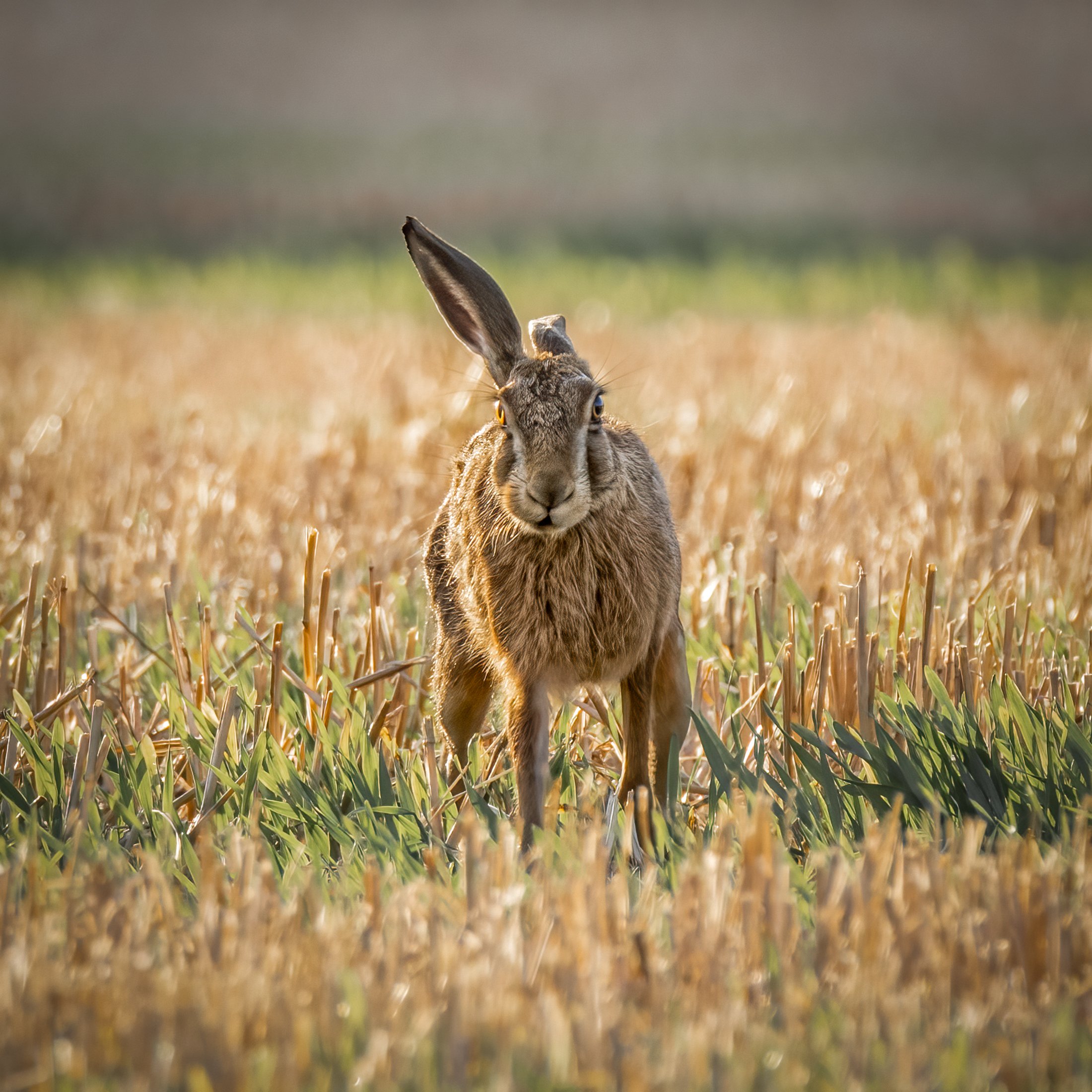 _72A1393-Edit.jpg