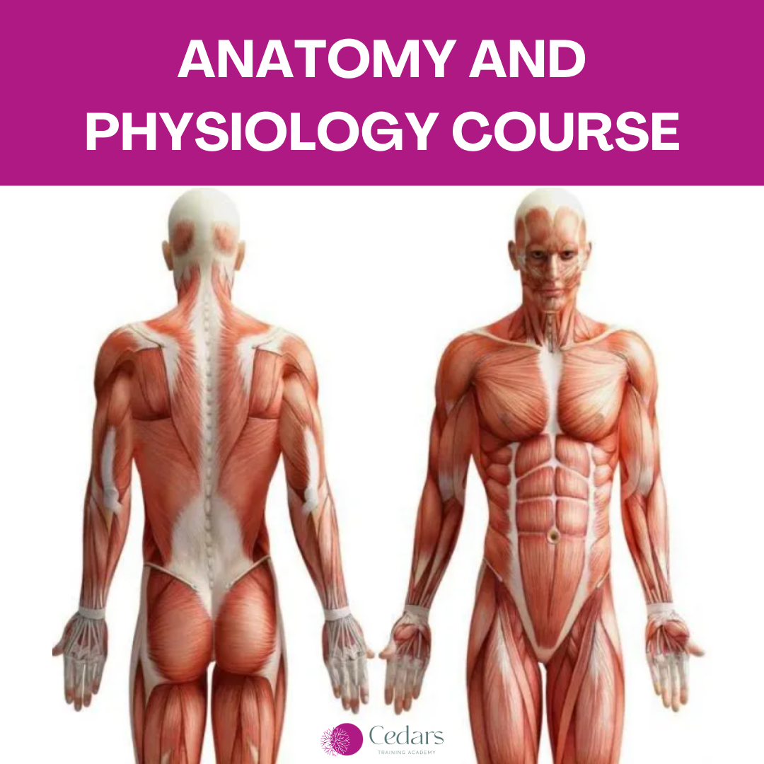 Human Body System Anatomy Poster in Colourful Minimalist Style.png