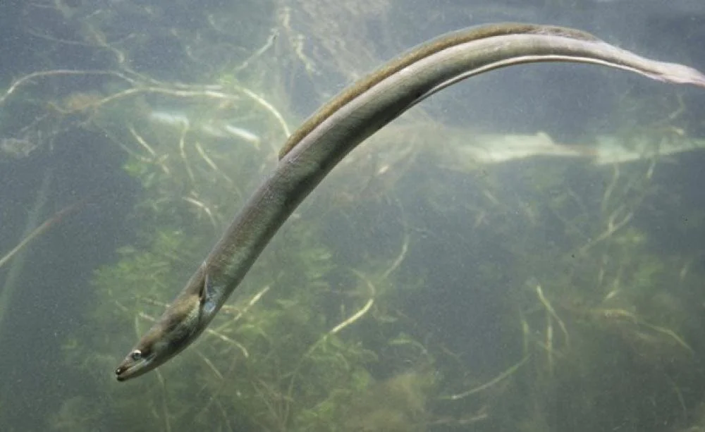 Learn About The European Eel in our upcoming webinar