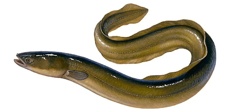 European Eel Ecology Webinair