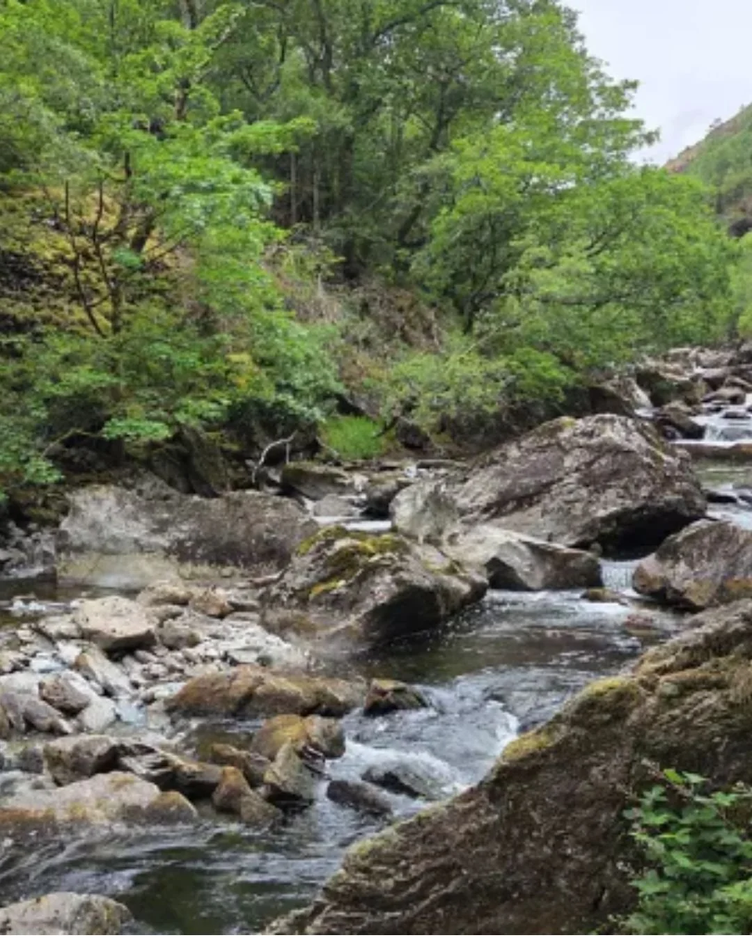 Afon Colwyn Guided River Walk - Learn about Eels!