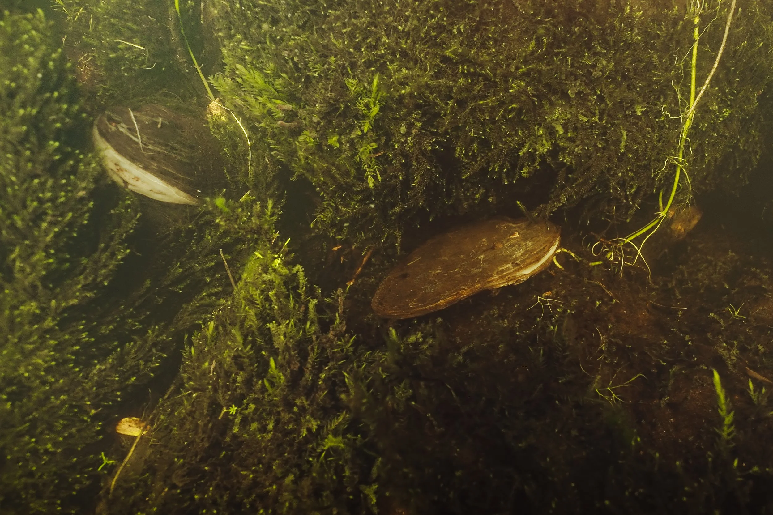 Freshwater Pearl Mussel Project – Phase Two Update