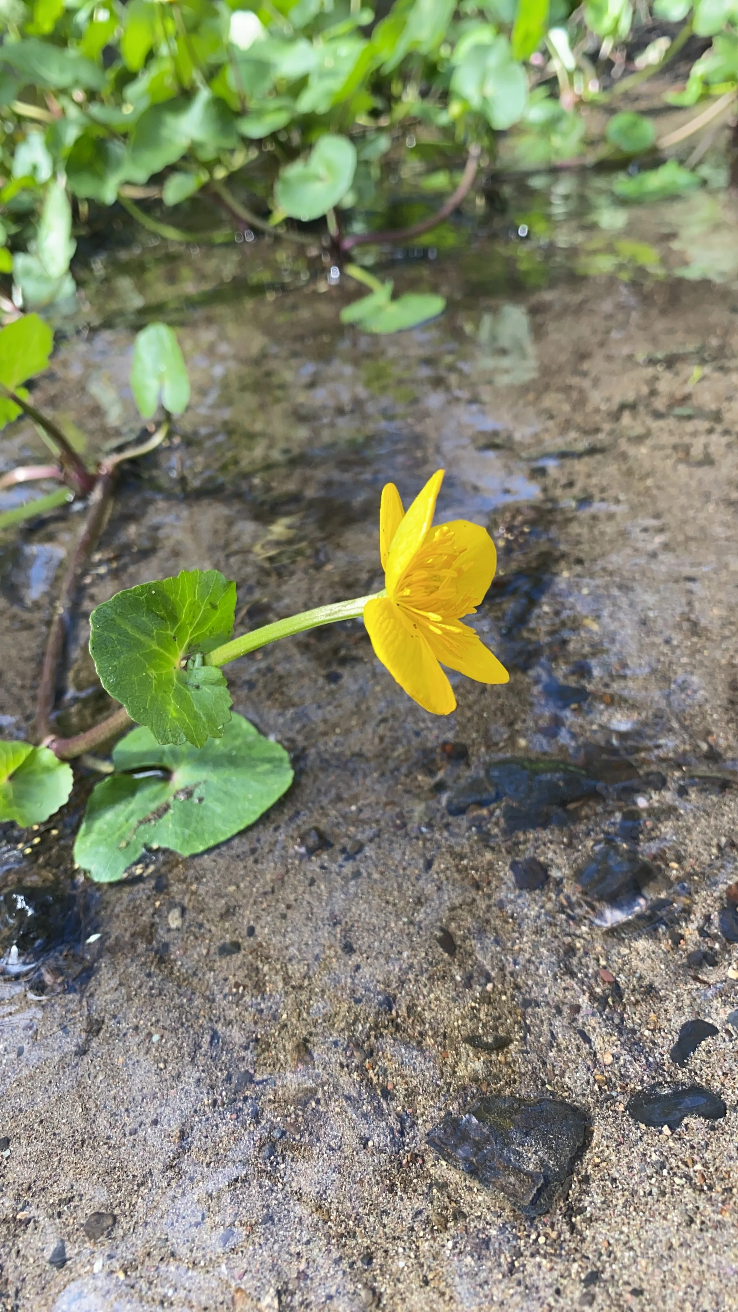 DBE0922E-D077-4358-8515-A7D5FF529067 (2).jpg