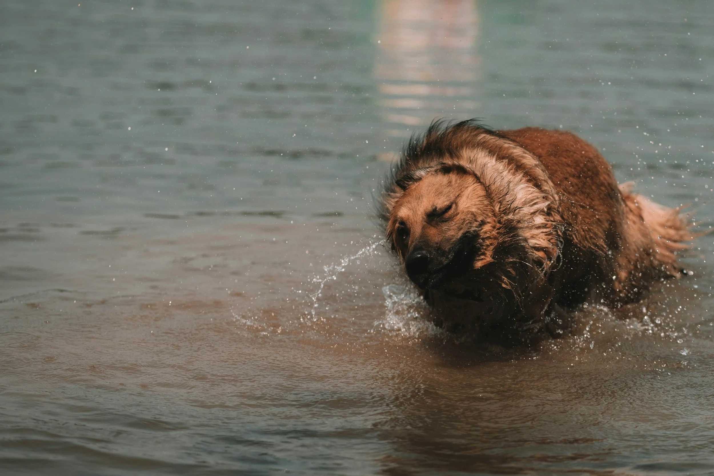 Could Your Dog's Flea Treatment Be Harming Wildlife?
