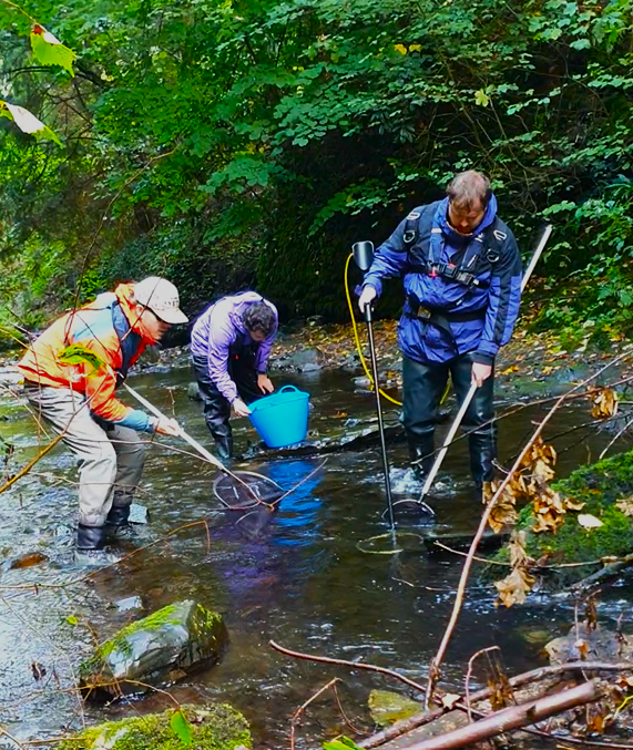 Electrofishing the Clywedog