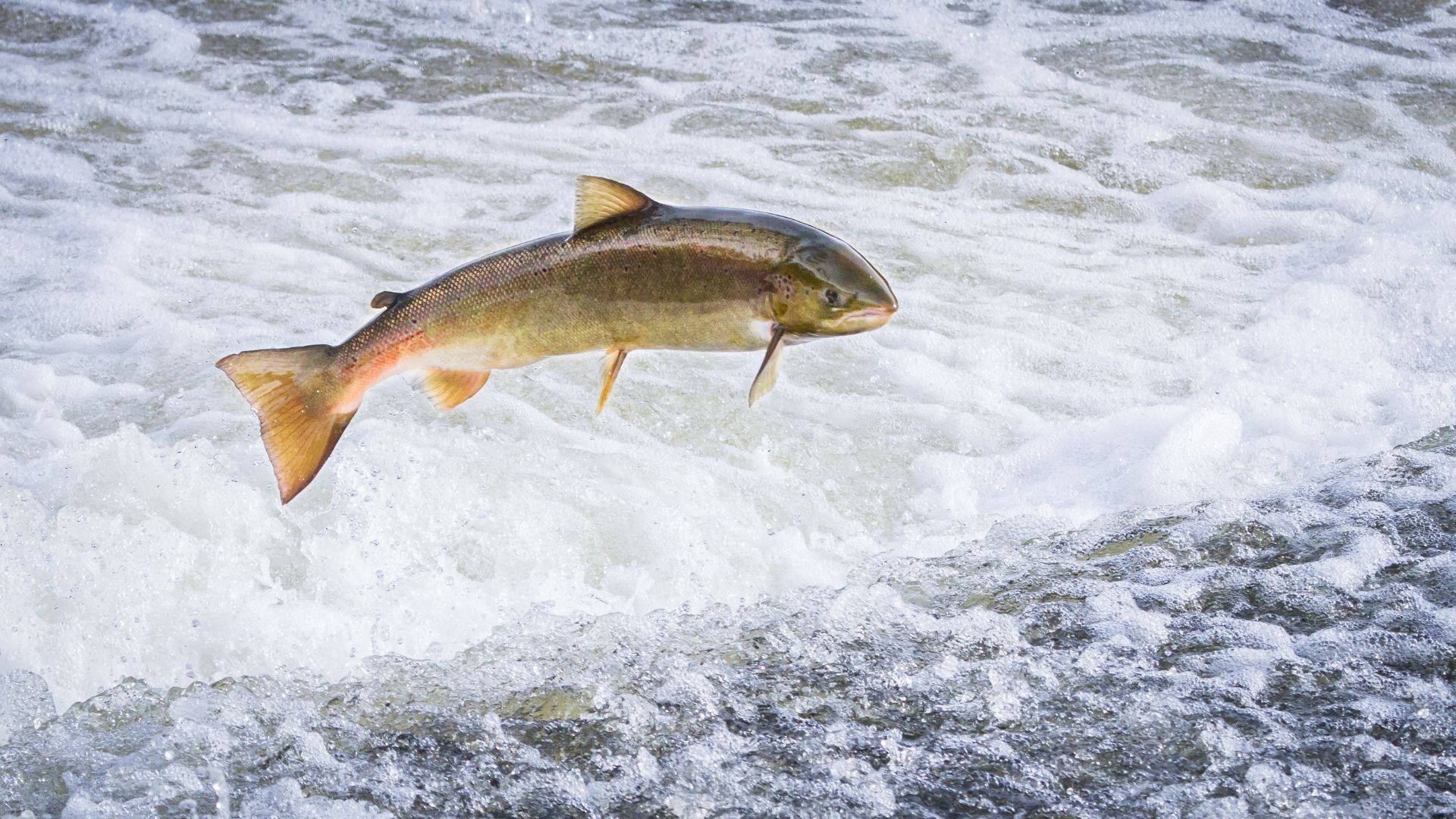 The current status of Atlantic Salmon in North Wales - Should we be worried?