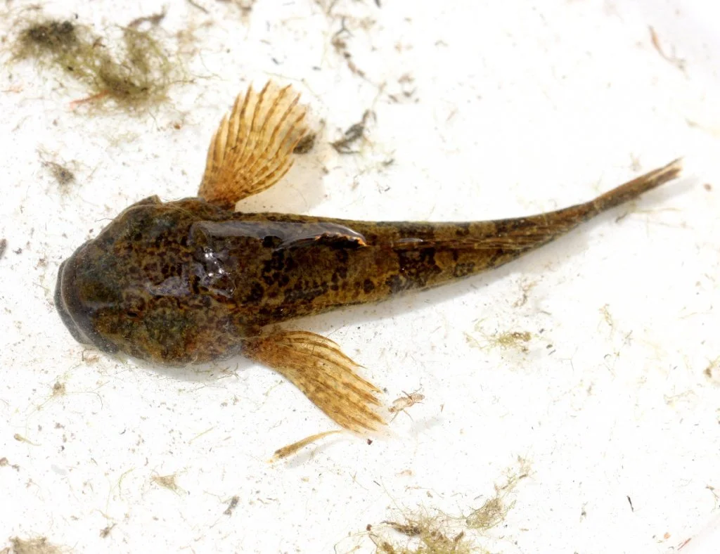 The Bullhead makes a comeback — North Wales Rivers Trust