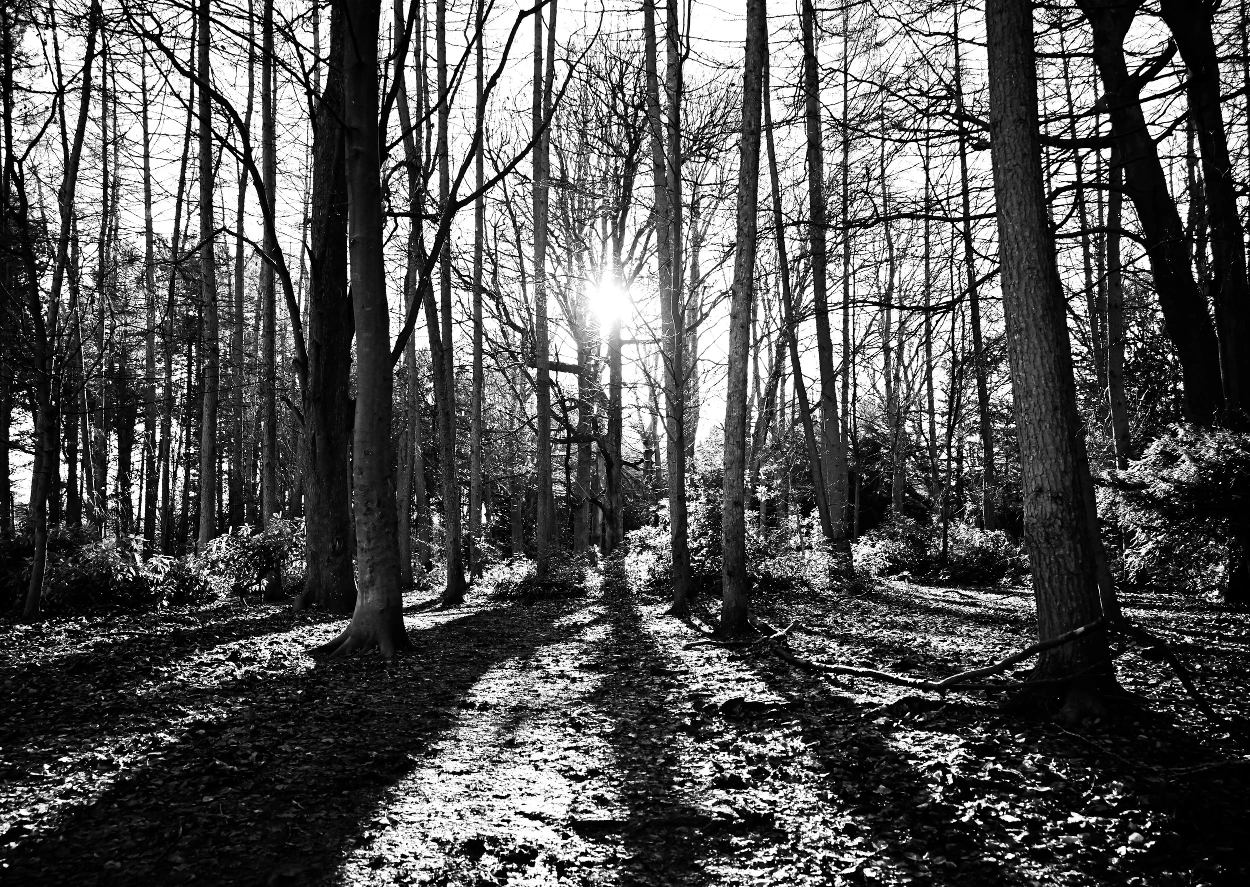 2023 - Your Opportunity to Shine