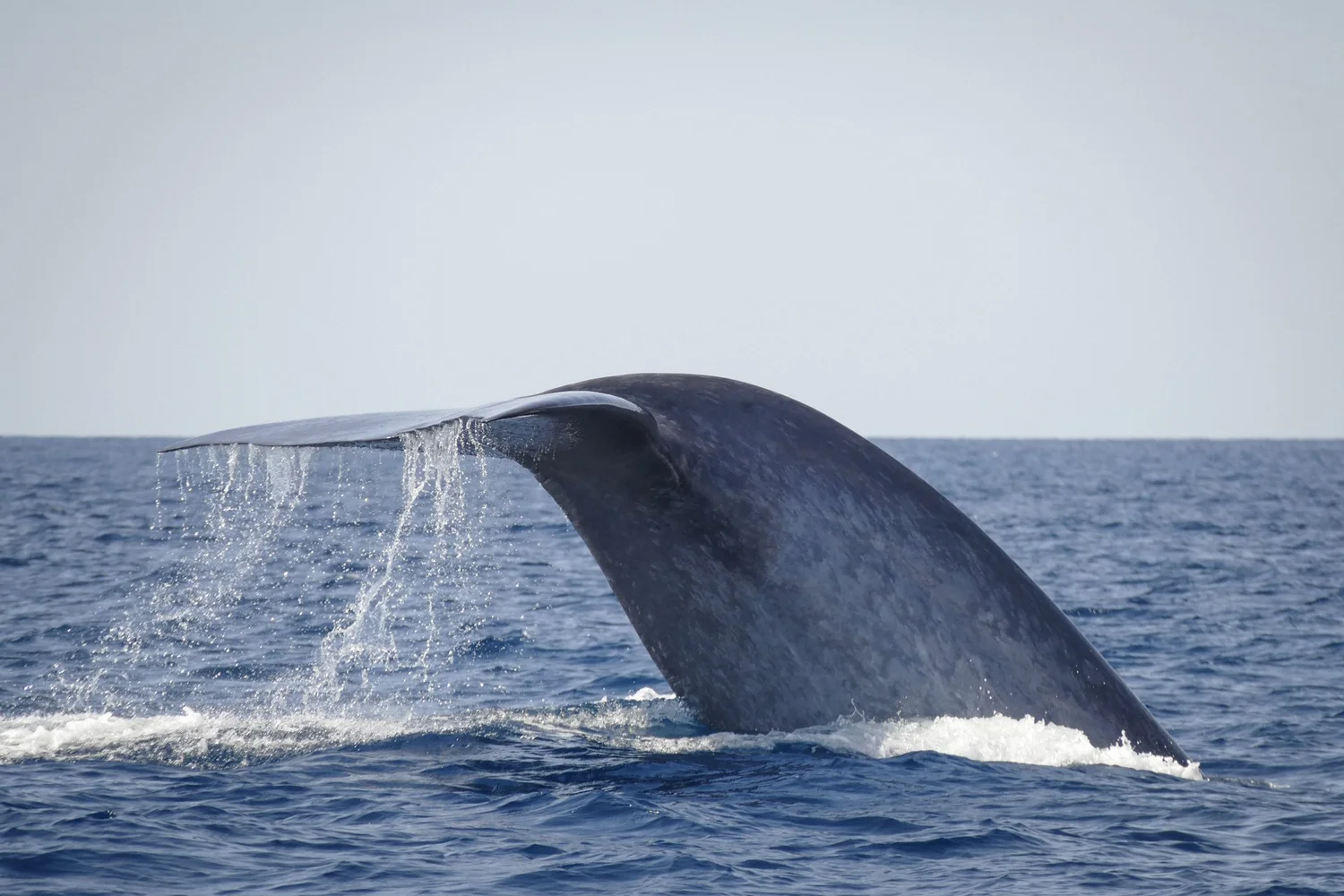 Whaletrips Wale Alle Infos über die wichtigsten Wale und wo man sie