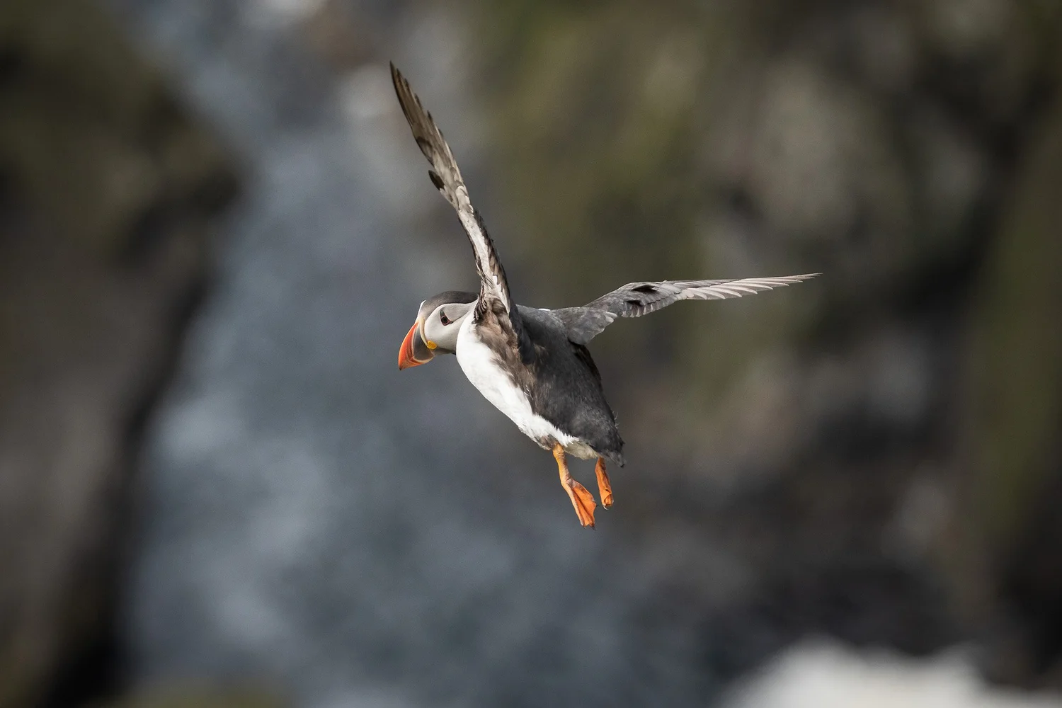 Whaletrips Island Die besten Tipps für Whale Watching in Island