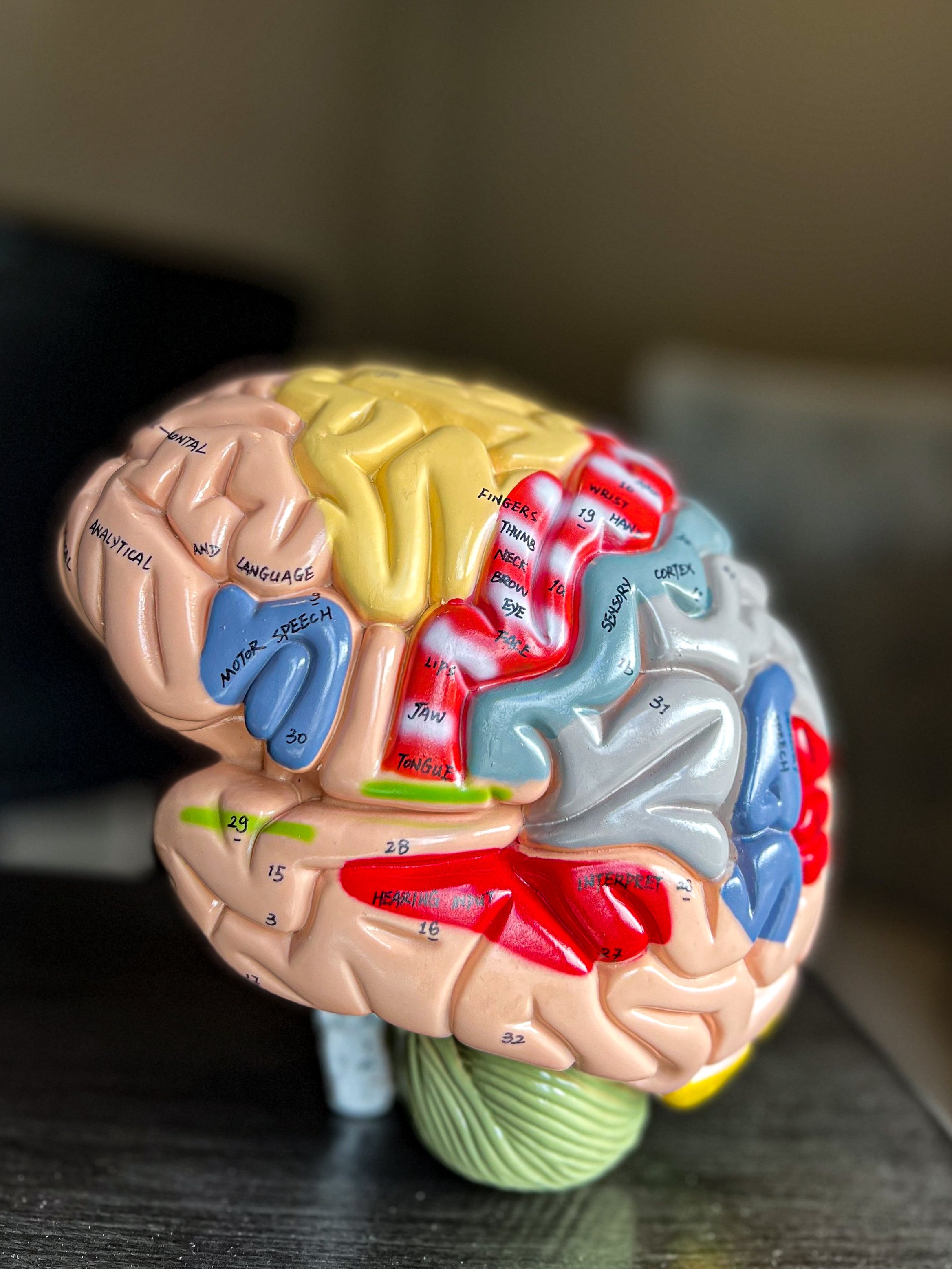 brain model