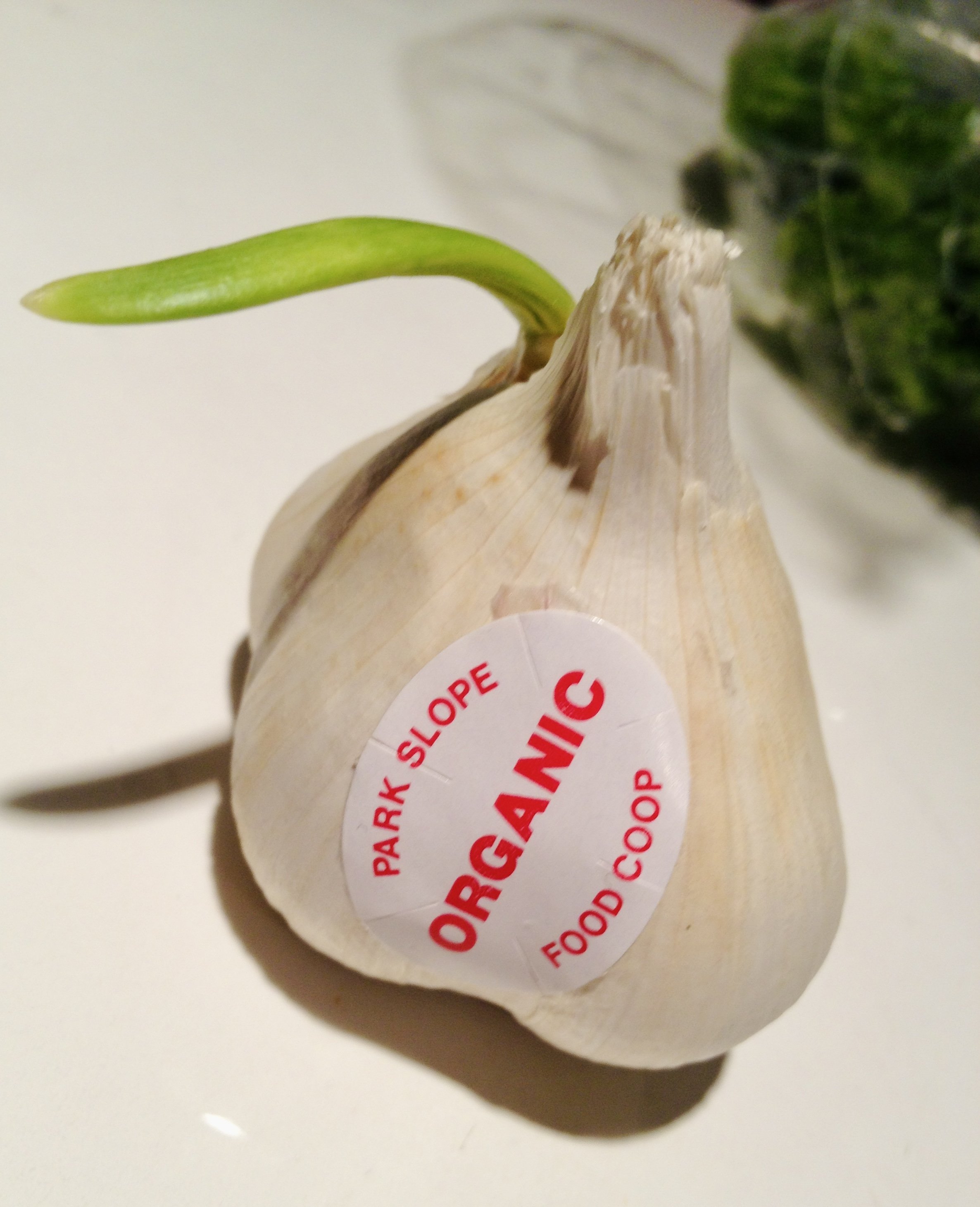 Organic garlic head from the