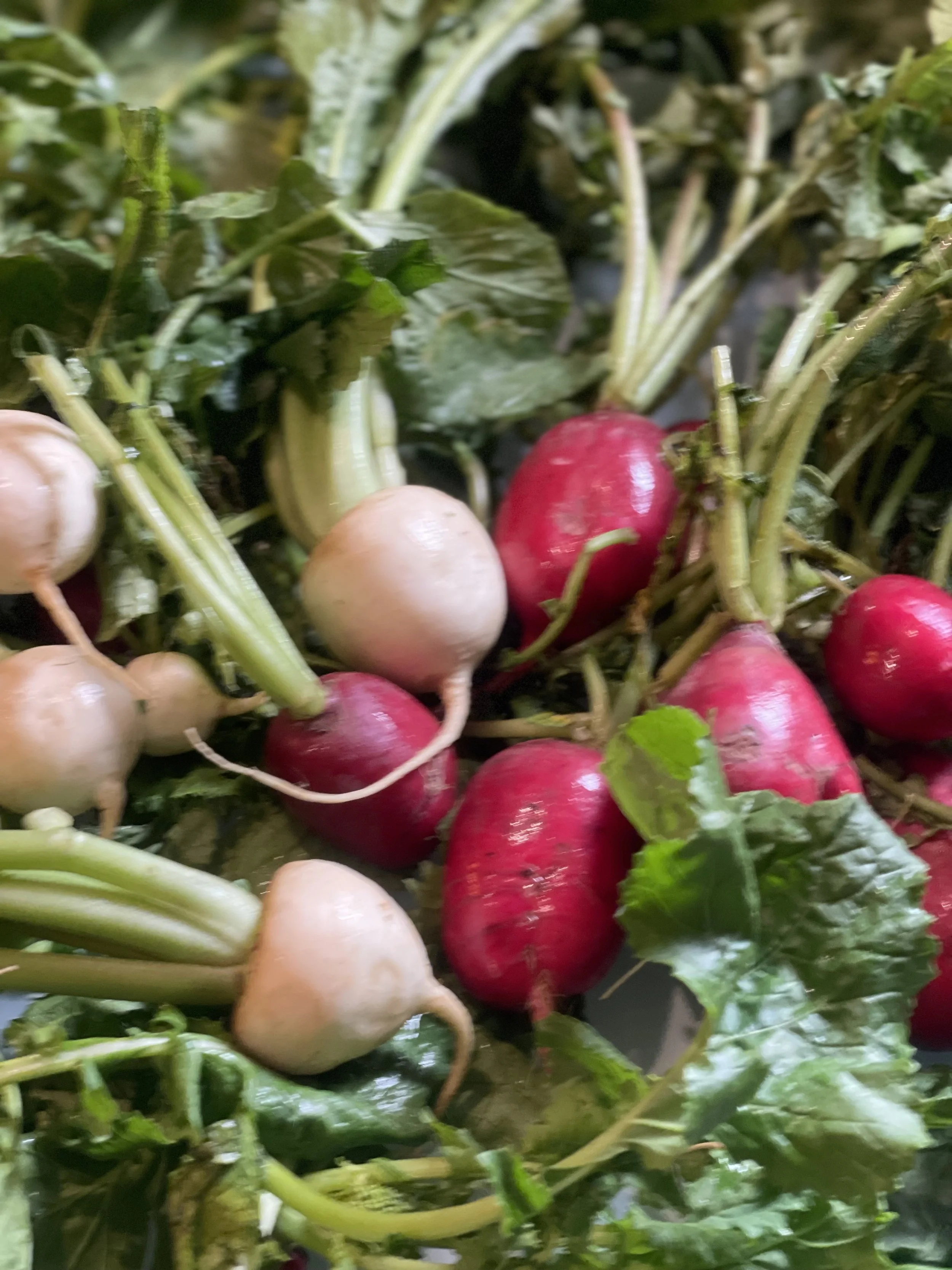 SPRING pic_radishes with greens IMG_0553.jpeg