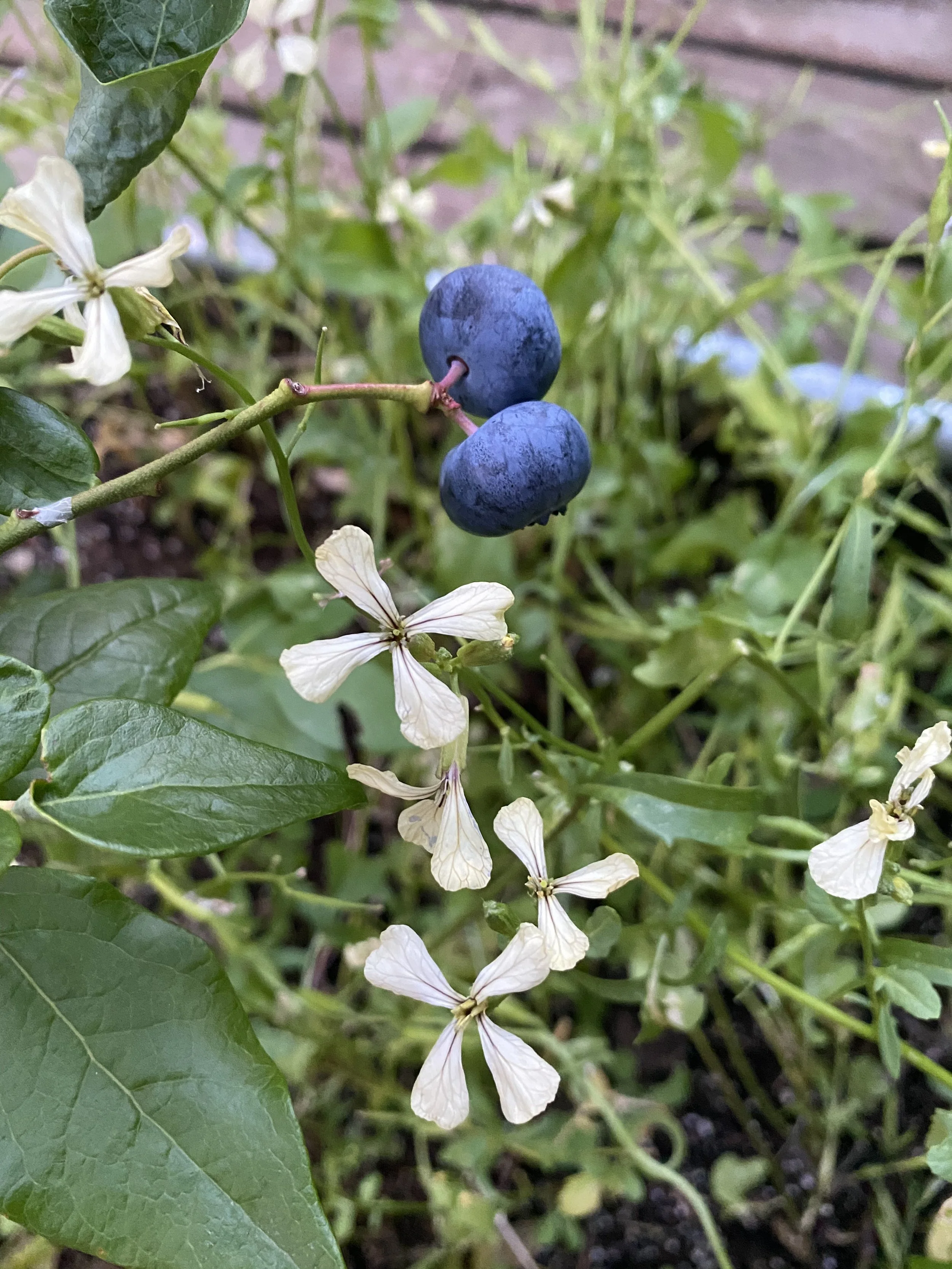 BERRIES_ blueberries growing on a plant urban farm oasis IMG_9842.jpeg