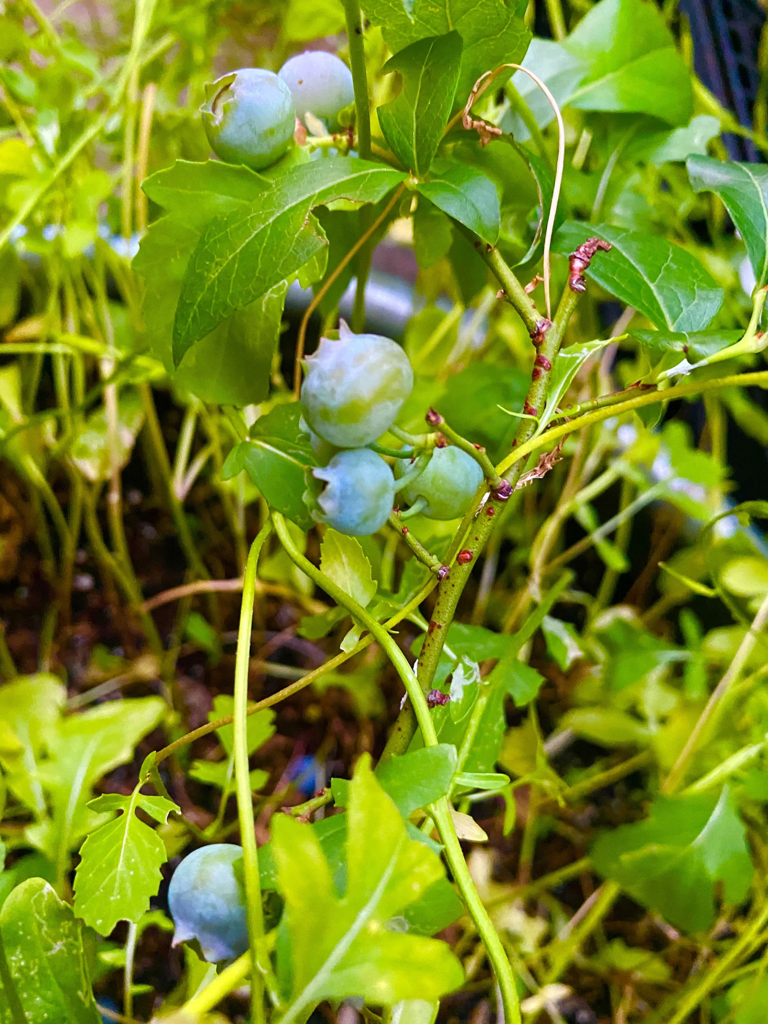 BERRIES_ blueberries growing on a plant urban farm oasis IMG_9846.jpeg
