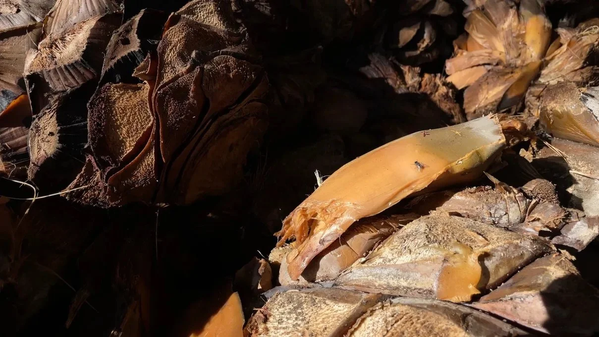 ELÉCTRICO press pic_abstract roasted agave image  from NF_in Oaxaca IMG_4963.jpeg