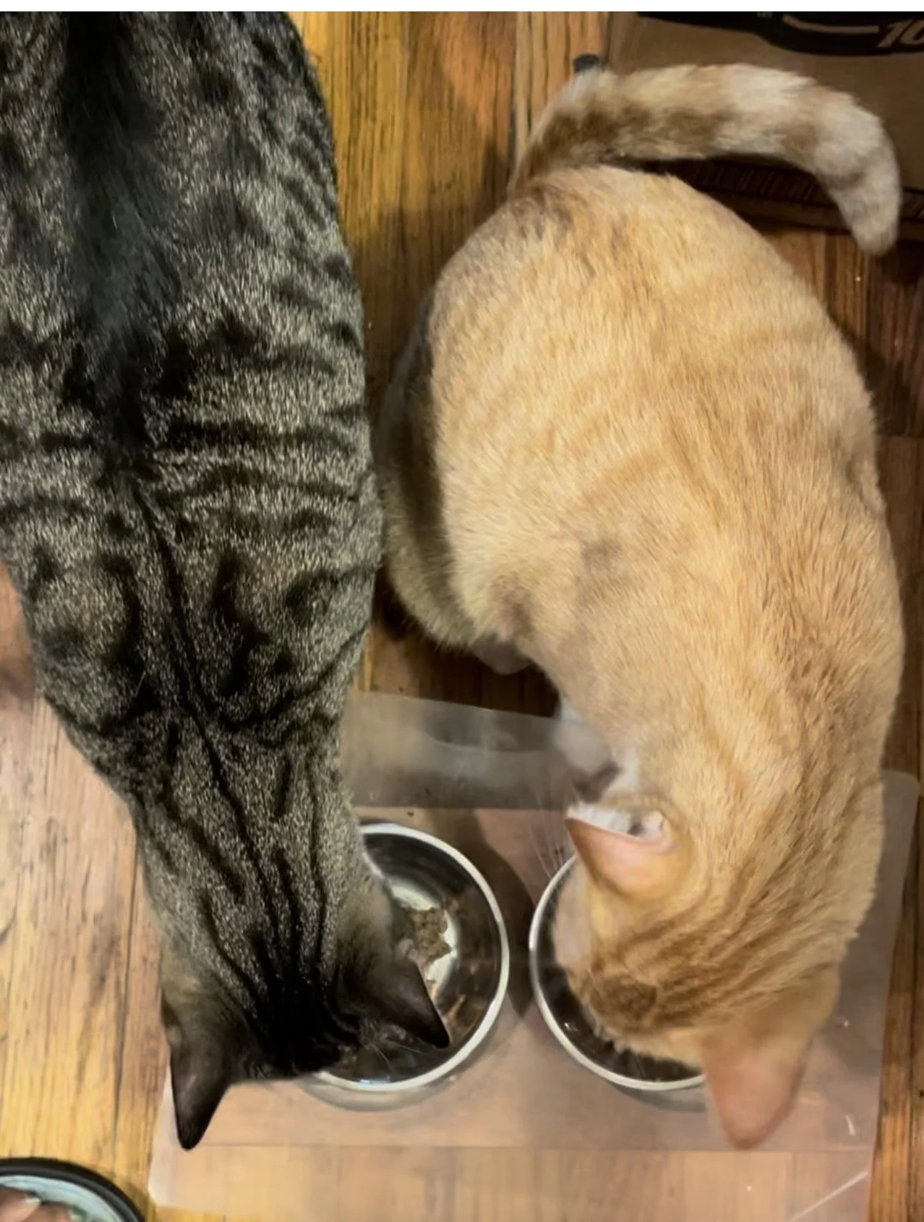 Simba n Sarabi gettin they grub on _eating cat food  IMG_3101.jpg