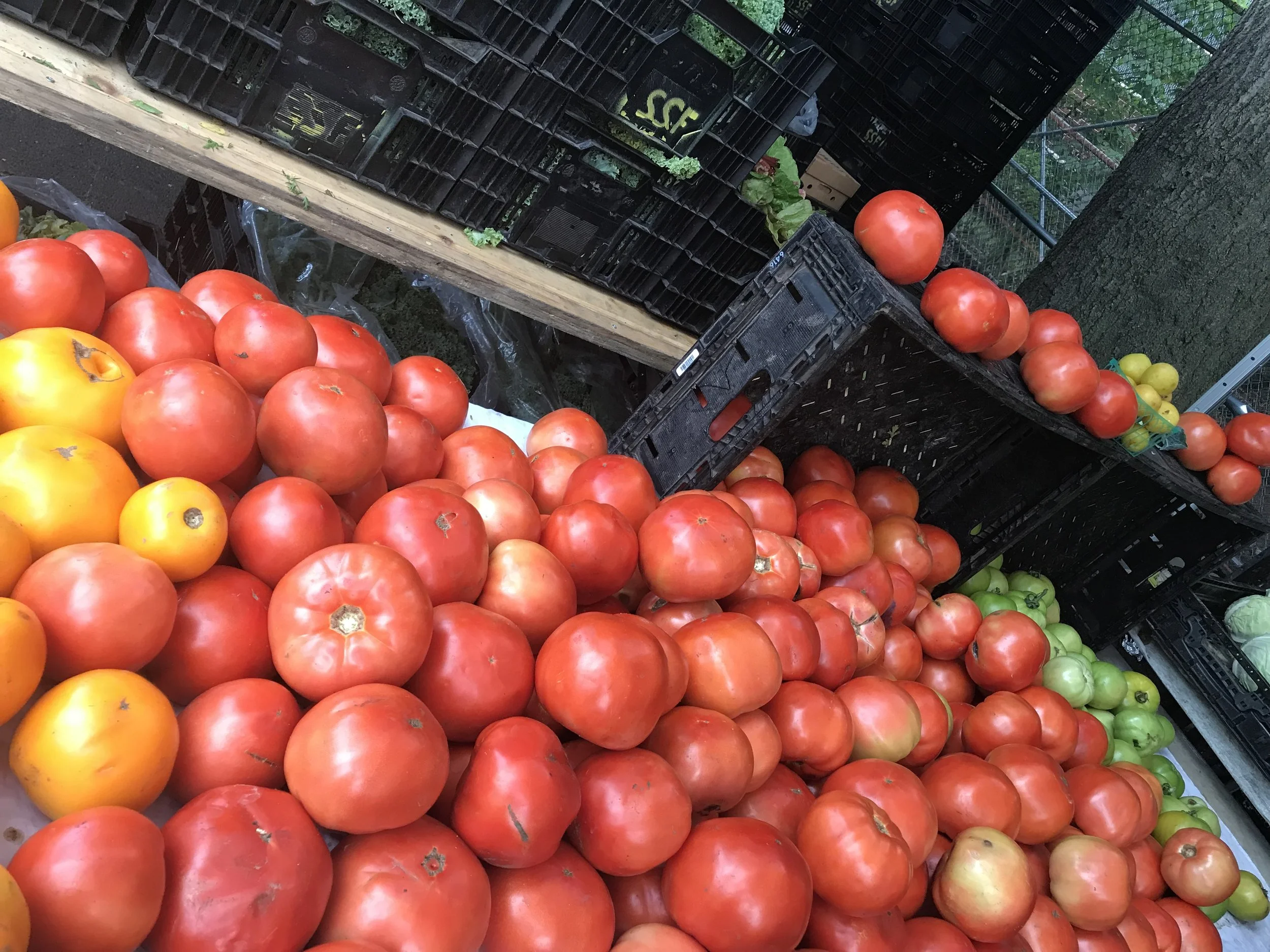 TOMATOES_multicolored IMG_4445.jpeg