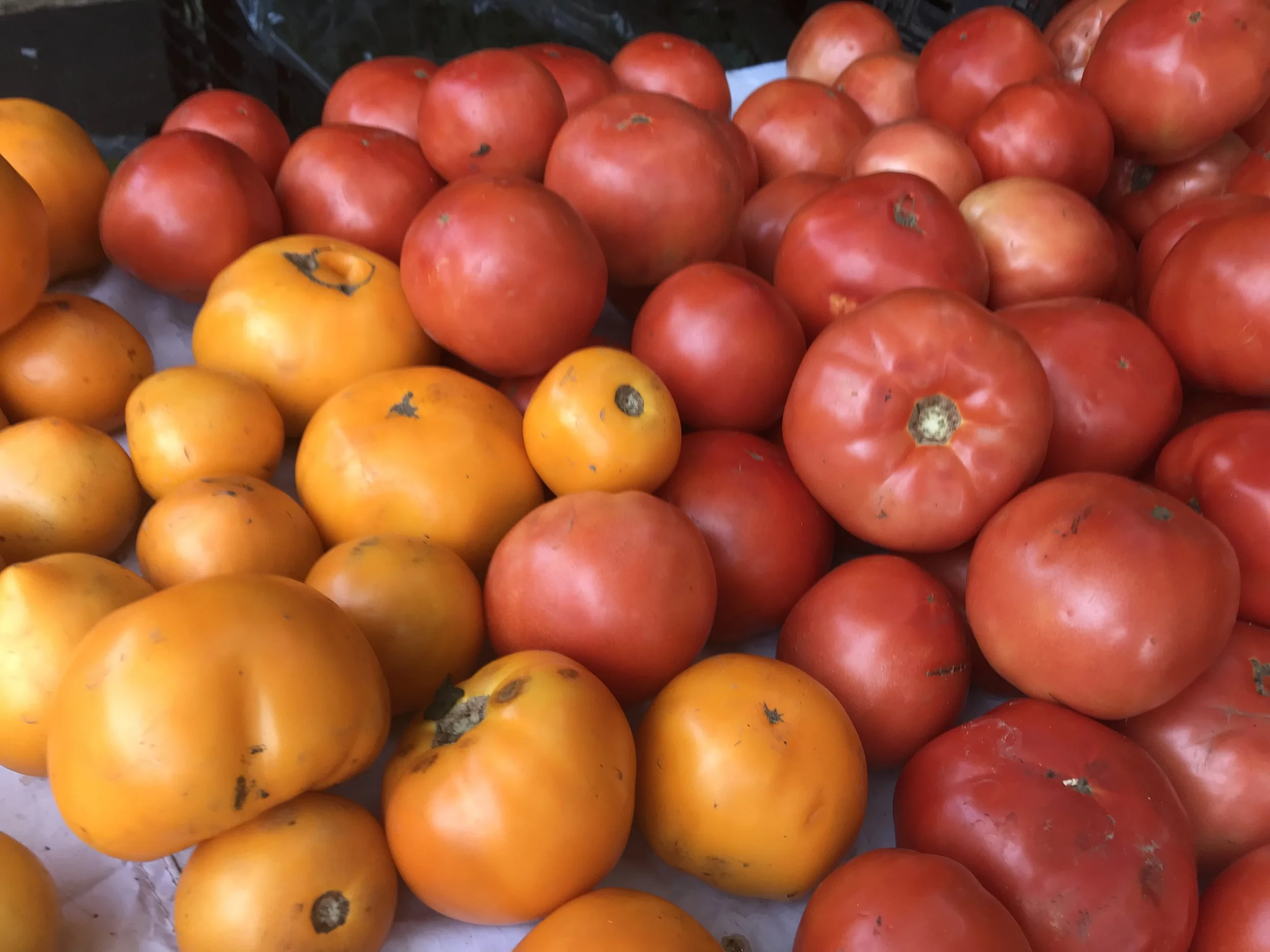 TOMATOES_multicolored _yellow orange and red IMG_4444.jpeg