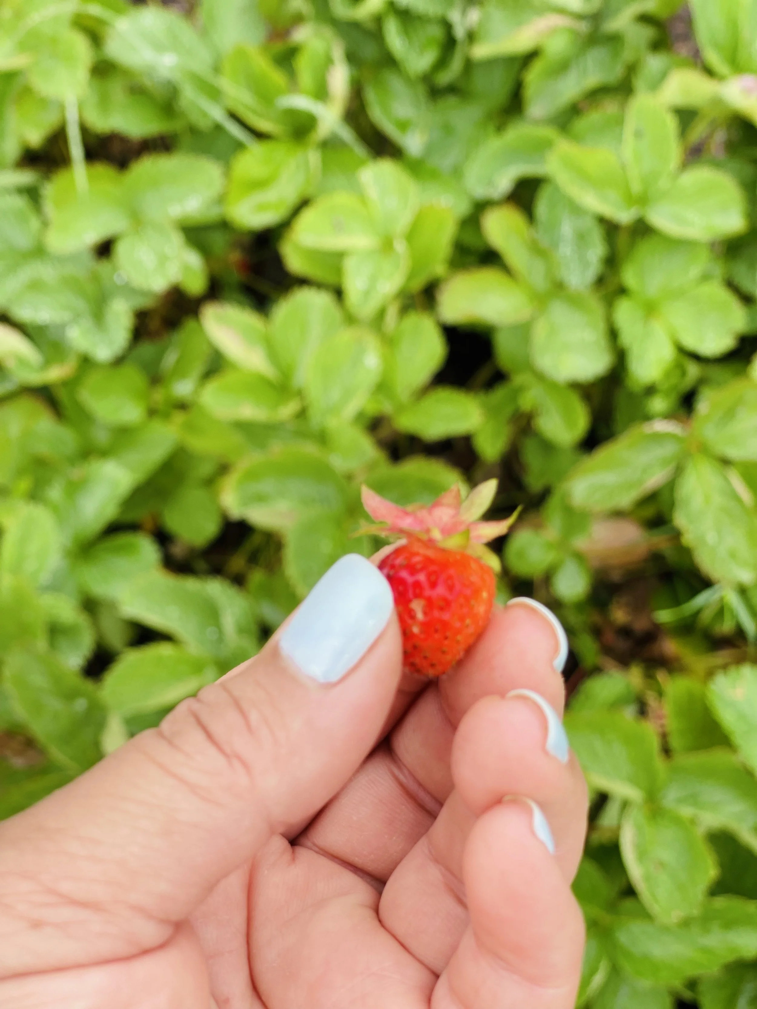 STRAWBERRY _me picking a bright red one green background blue sky nails  IMG_0528 3.jpeg