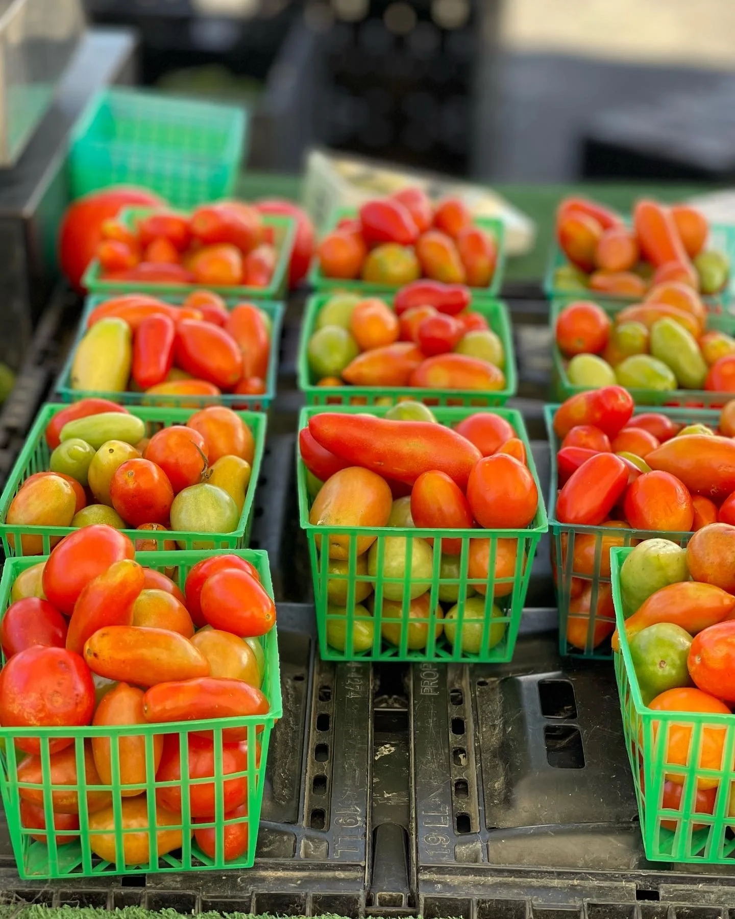 TOMATOES small multicolored AEB04F55-C05D-400C-9077-F0B7F1A10D13.JPG