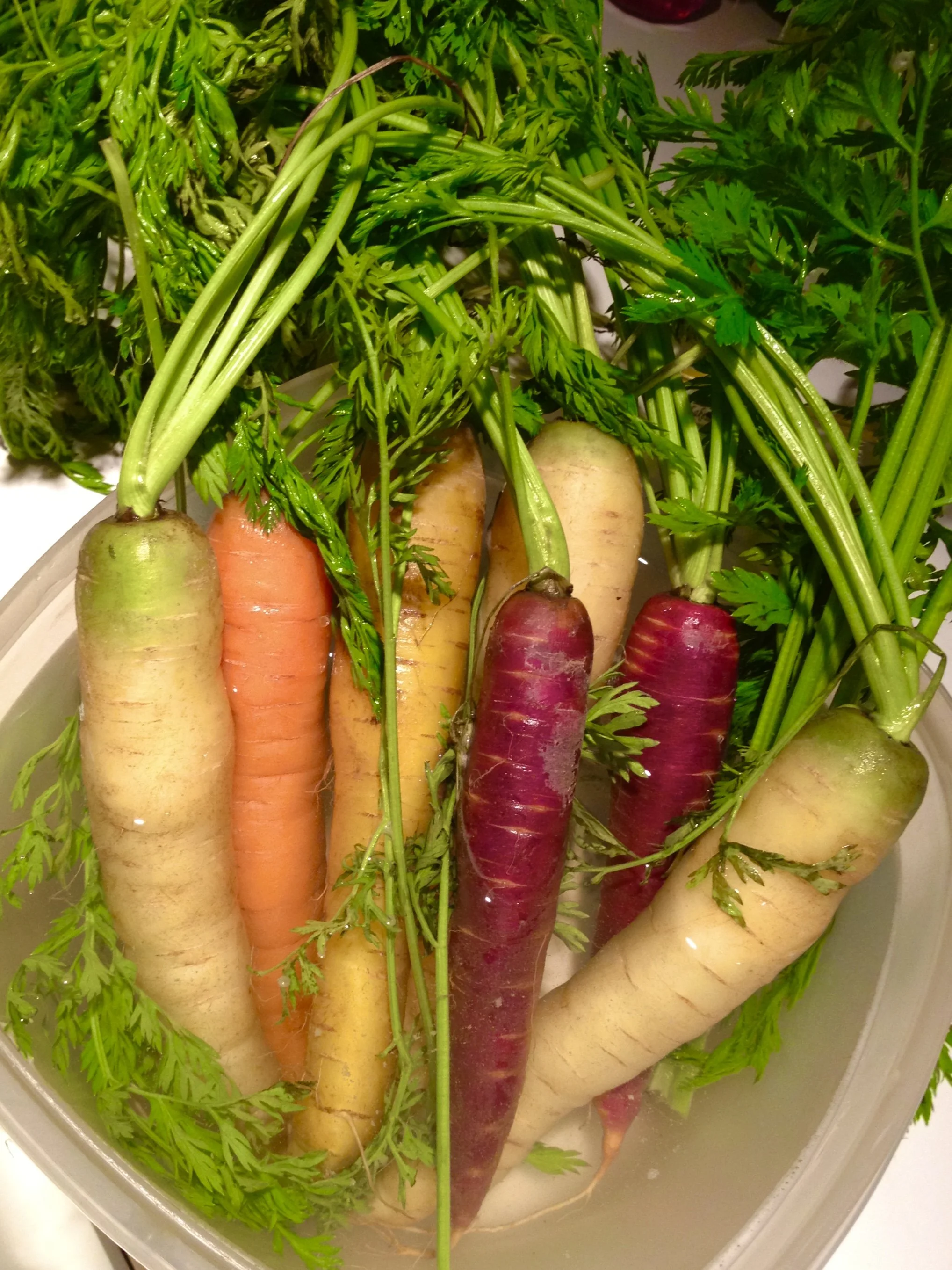 Carrots RAINBOW IMG_0562.jpg