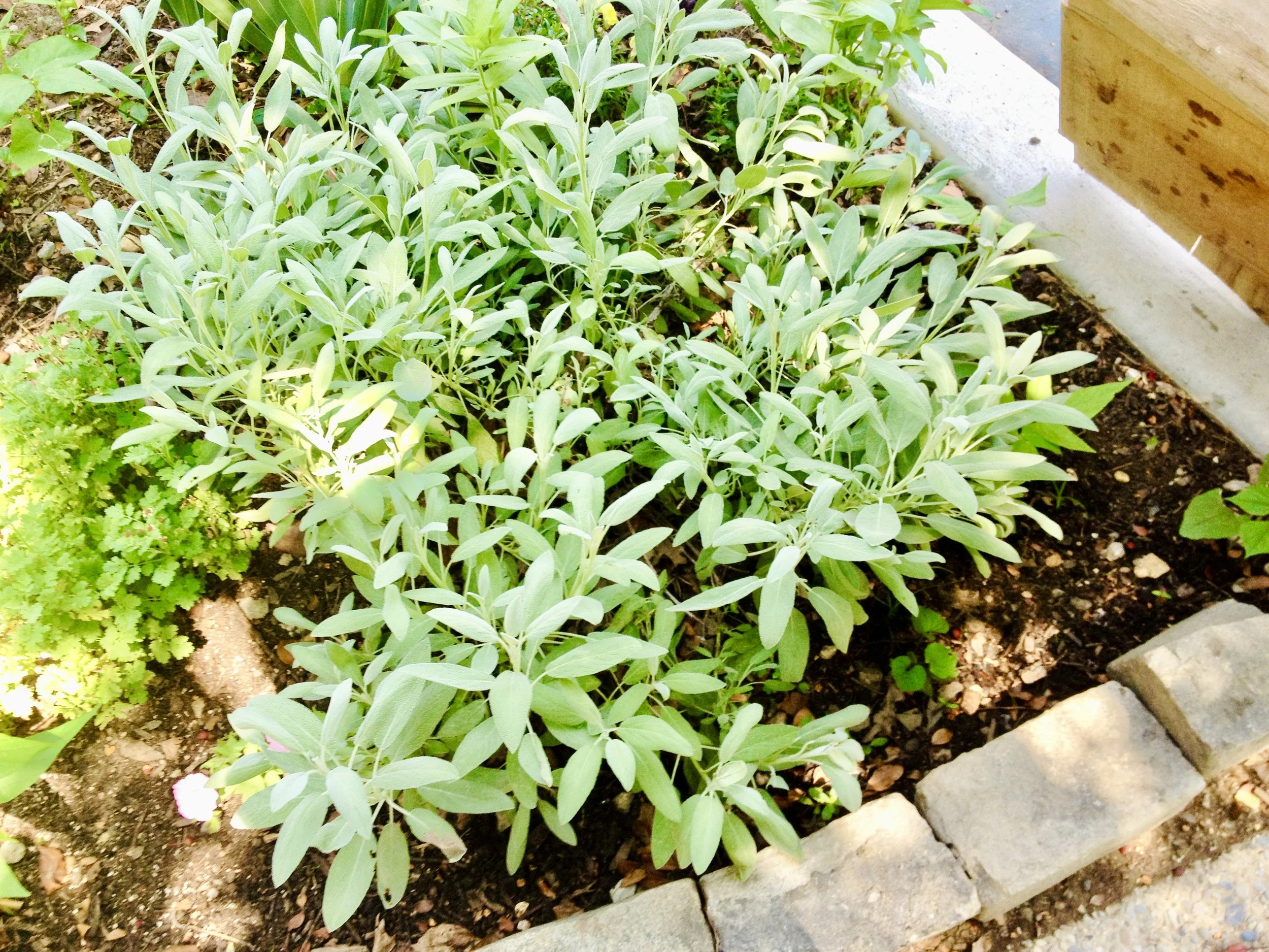 OSH GARDEN GROUNDS IMG_0792.jpg