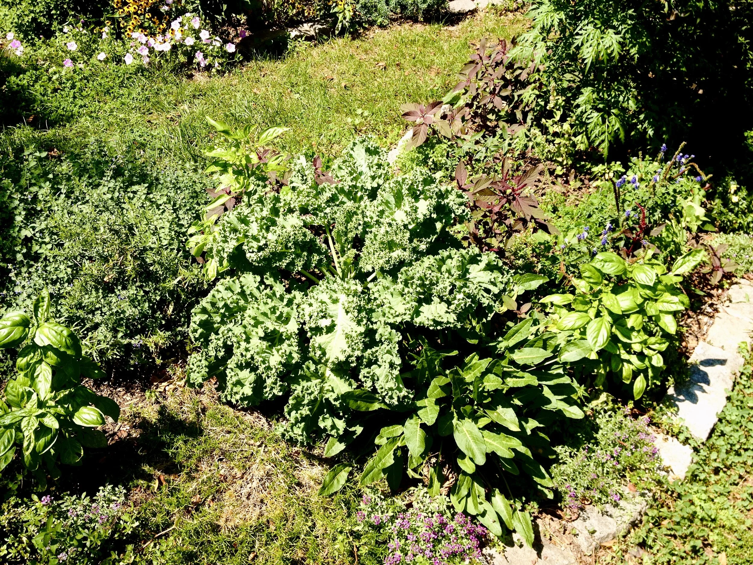 OSH GARDEN GROUNDS IMG_0793.jpg