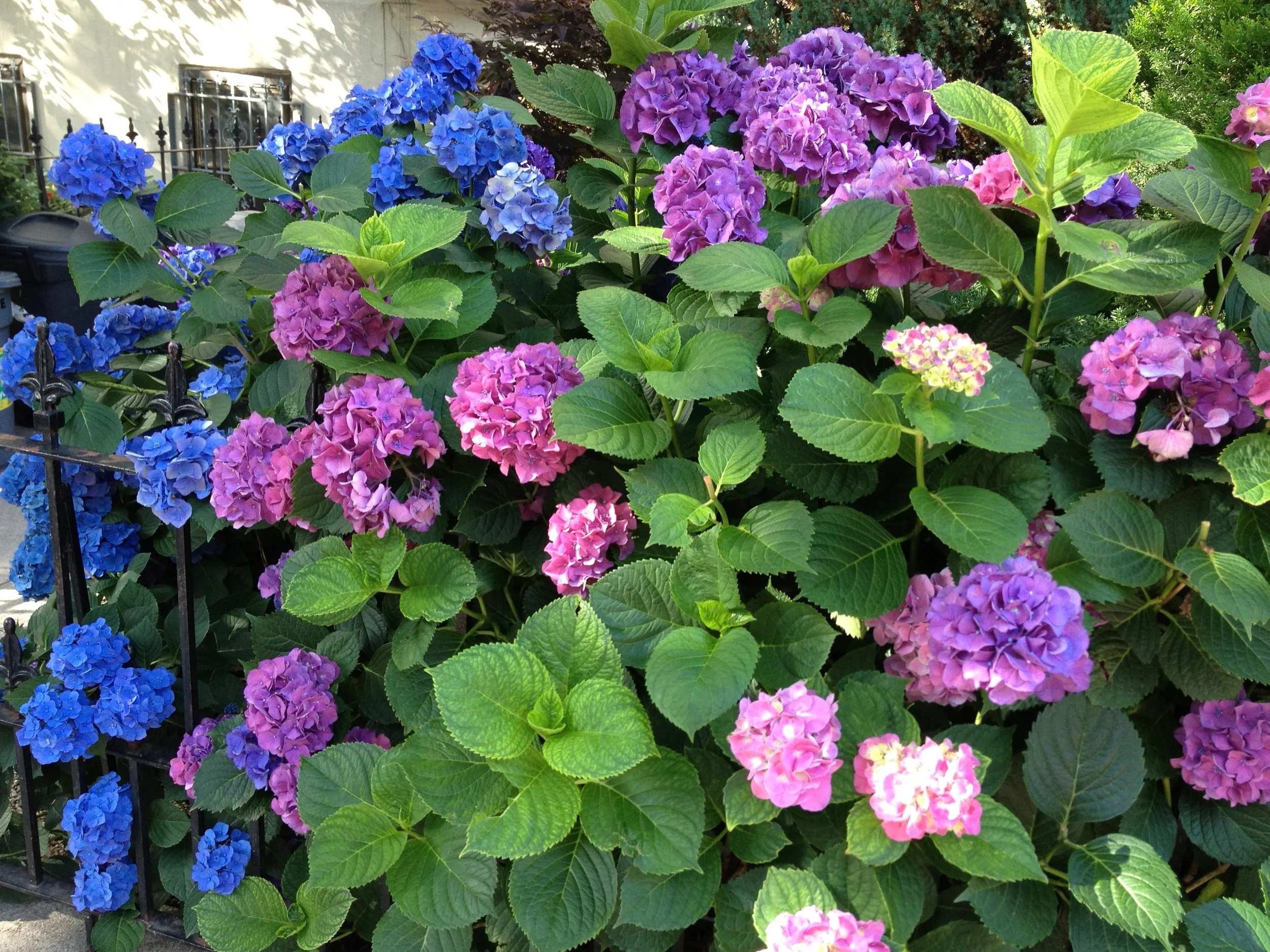 OSH Gardens flowers IMG_3077.JPG