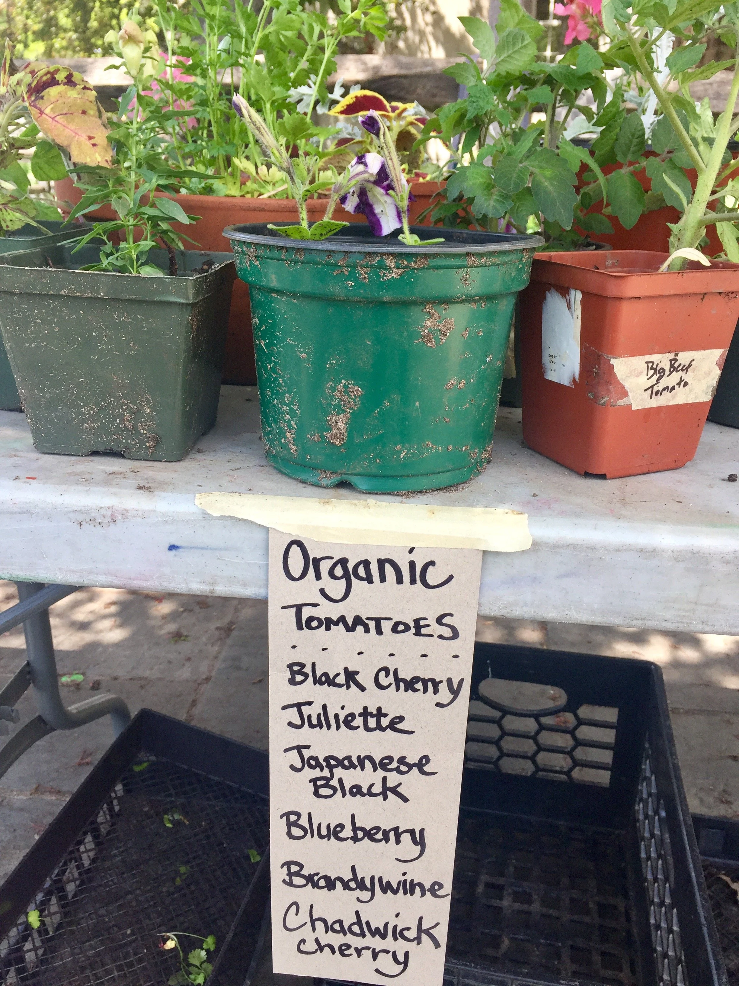 OSH GARDENS Plant Sale IMG_9682.jpg