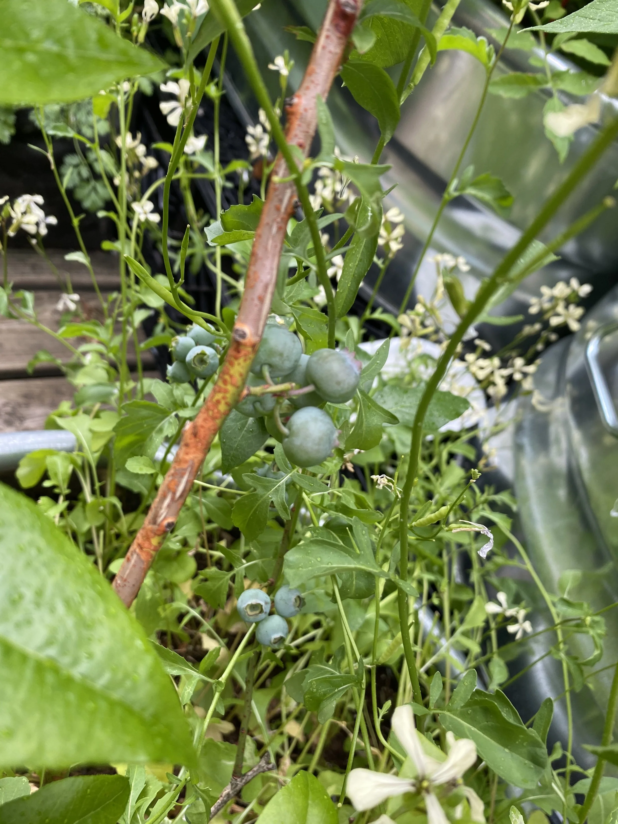 URBAN OASIS_rooftop GARDENING in 2020 _9202.jpeg