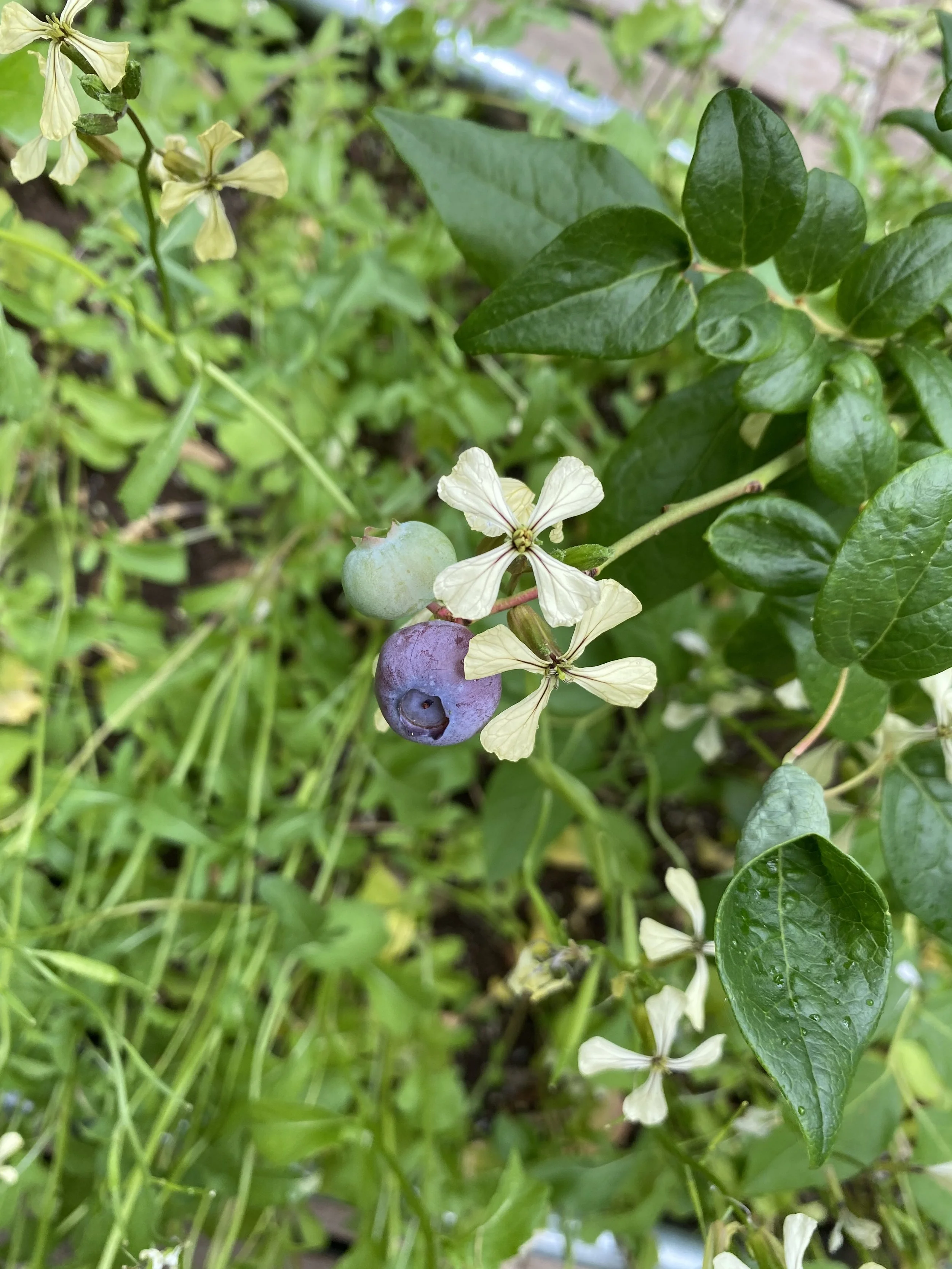 URBAN OASIS_rooftop GARDENING in 2020 _9198.jpeg