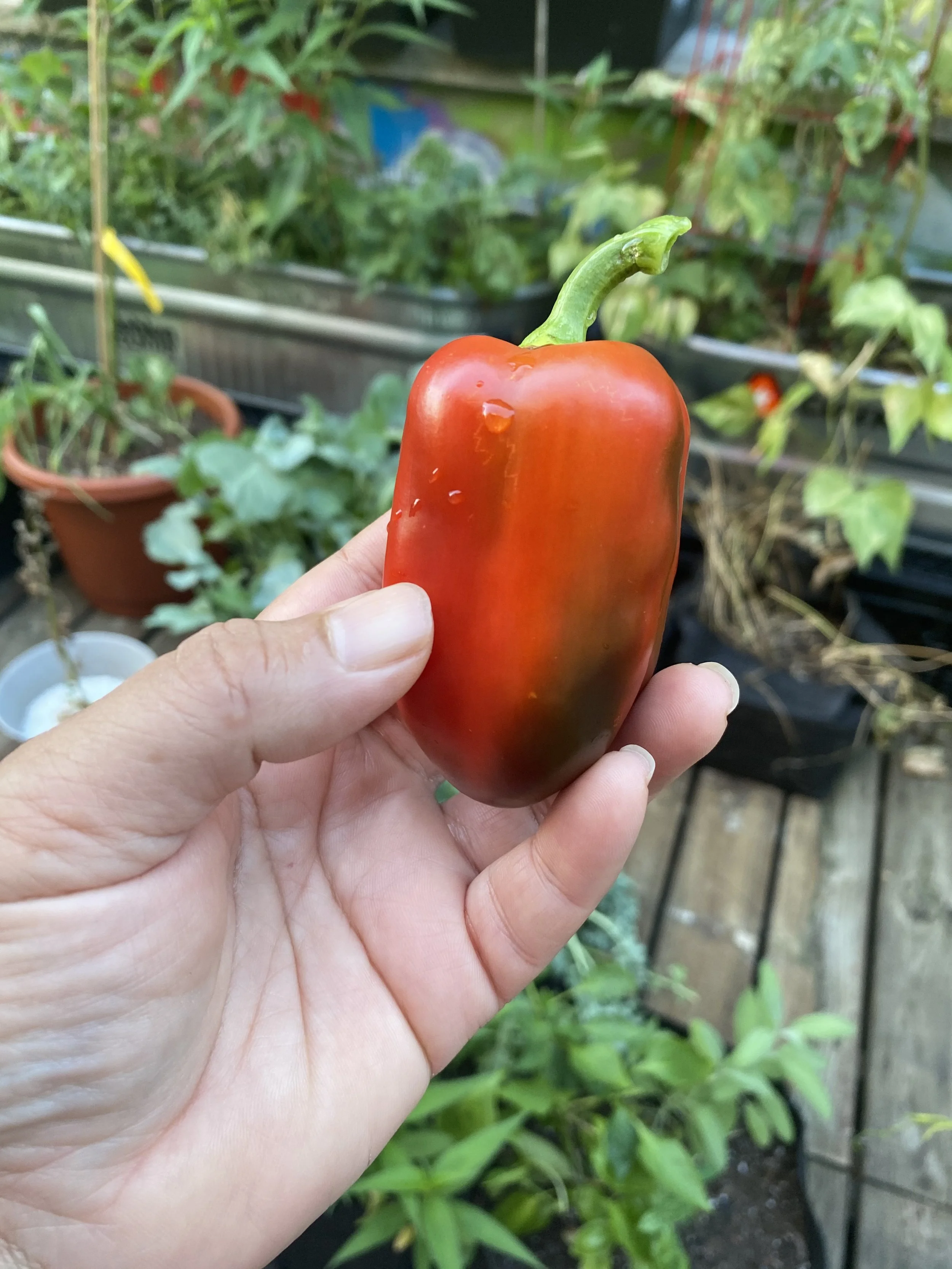 URBAN OASIS_rooftop GARDENING in 2020 _0689.jpeg