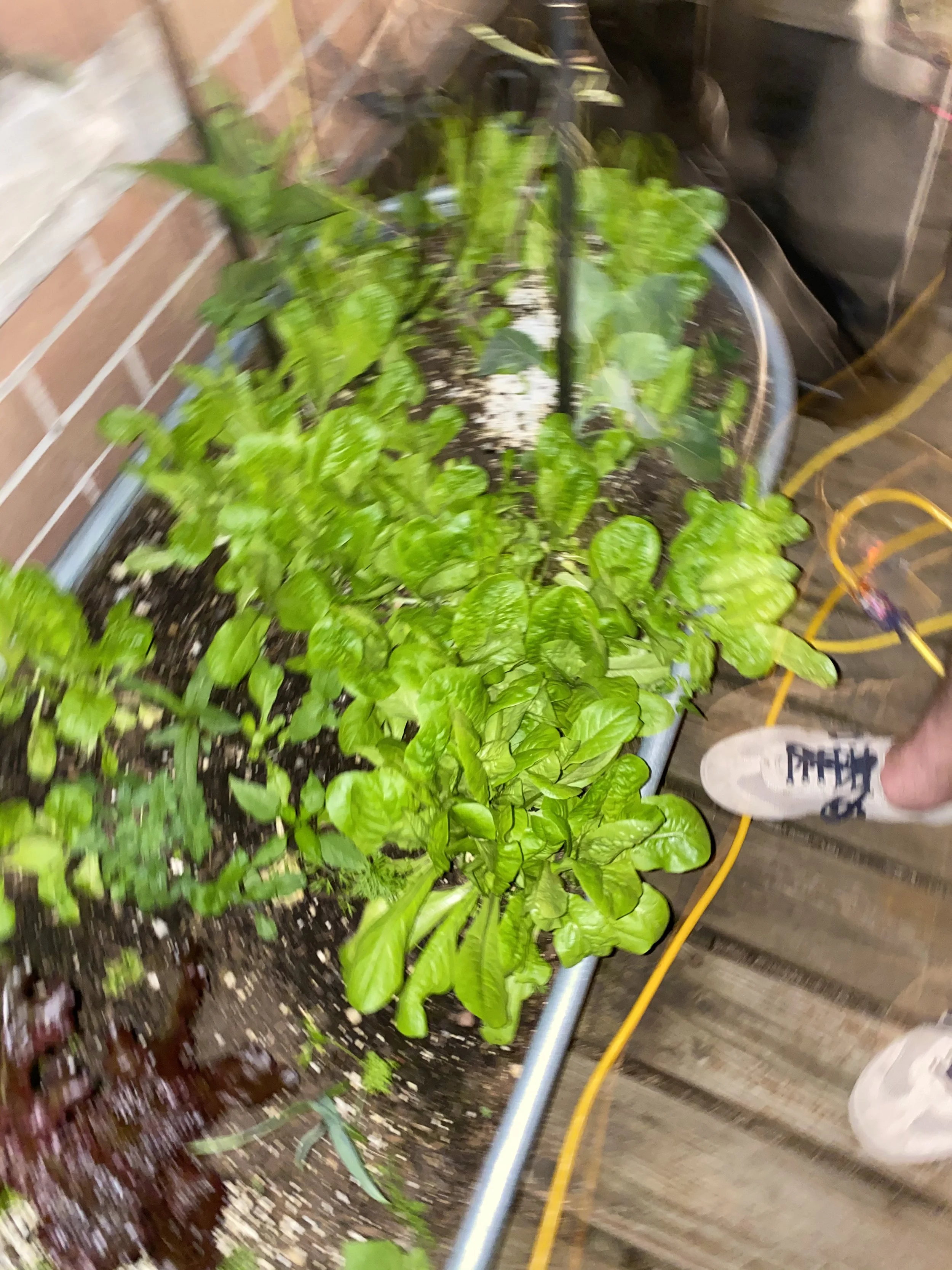 URBAN OASIS_rooftop GARDENING in 2020 _8628.jpeg