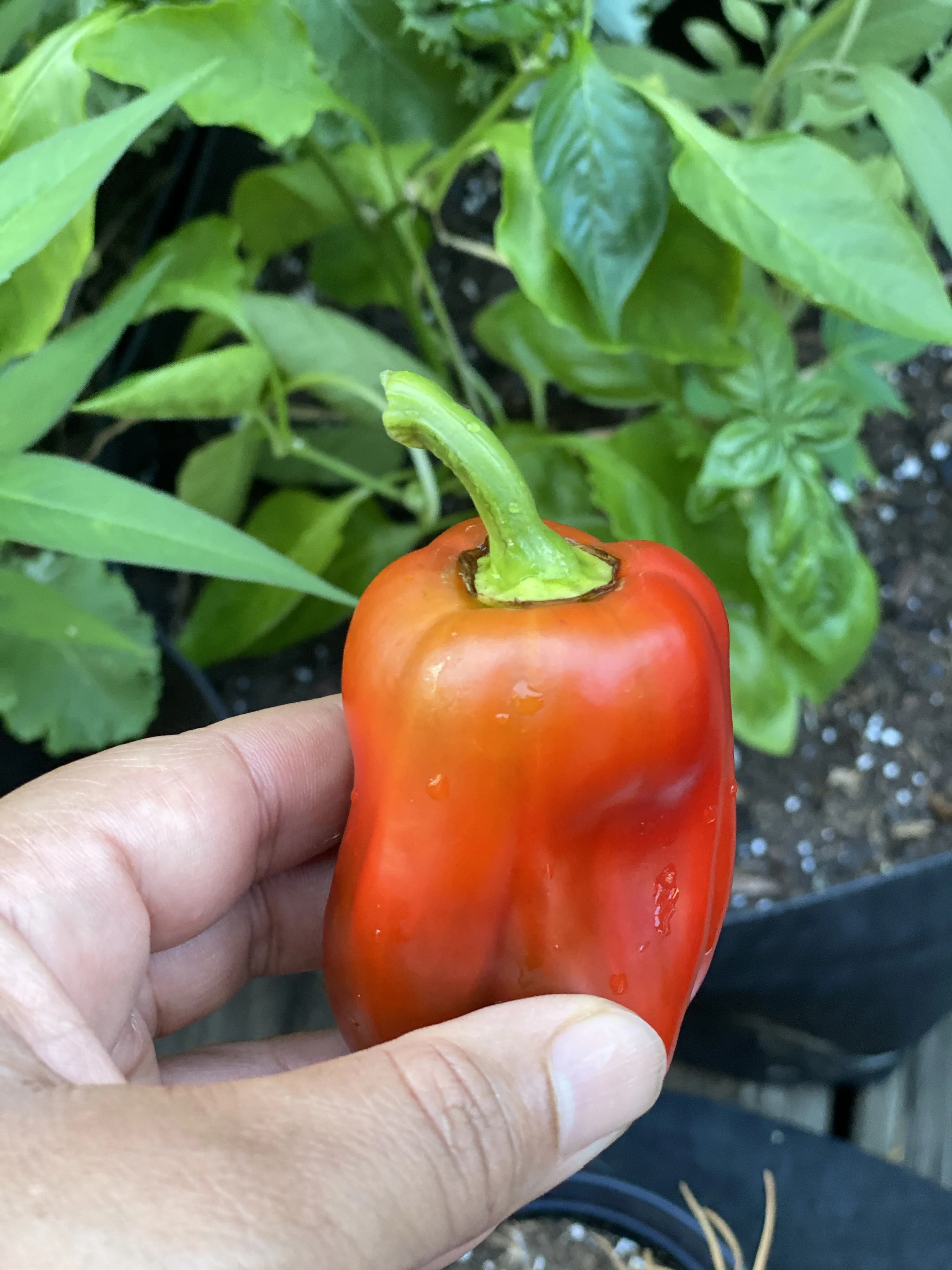 URBAN OASIS_rooftop GARDENING in 2020 _0686.jpeg