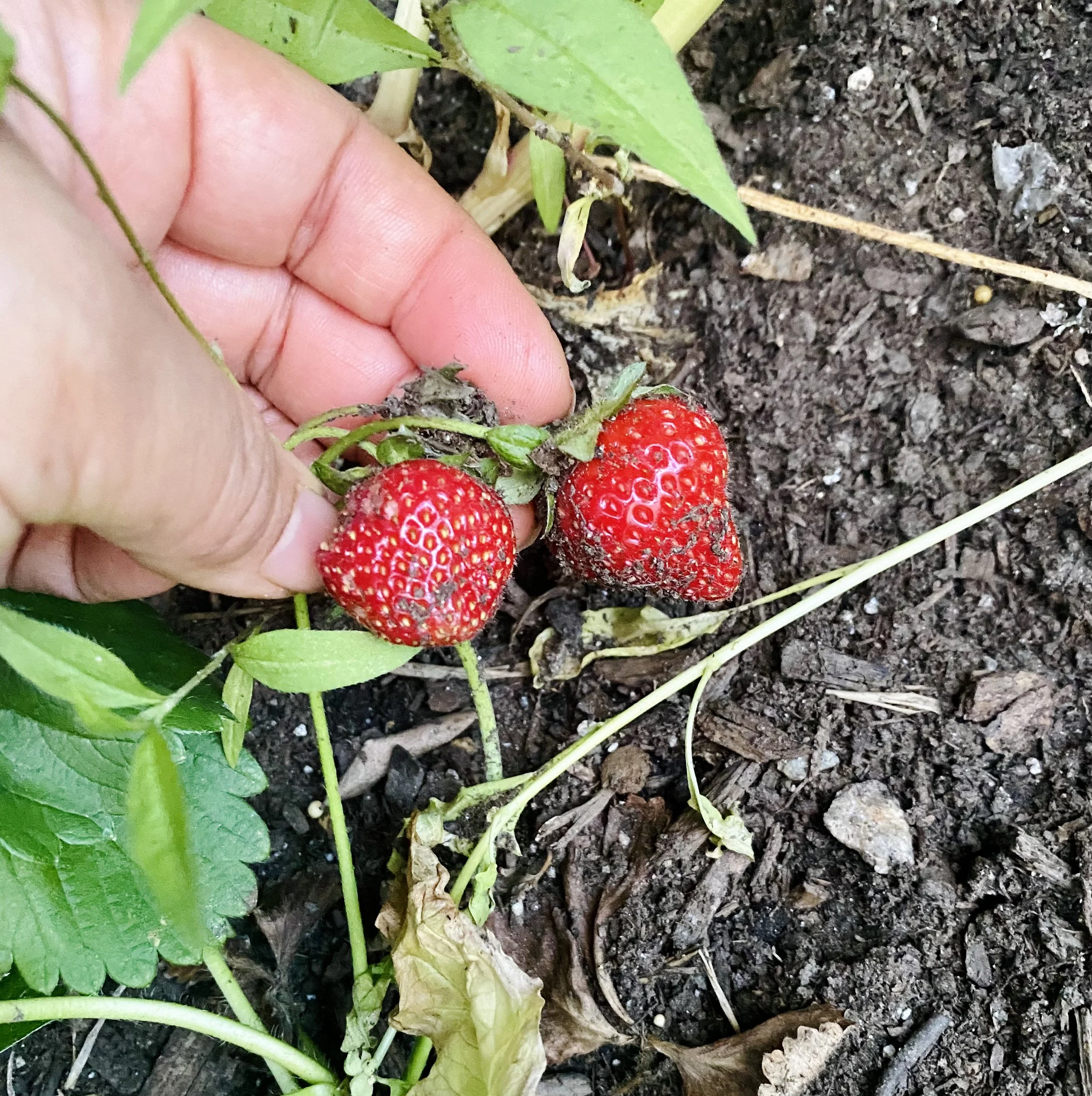 URBAN OASIS_rooftop GARDENING in 2020 _9507.jpeg