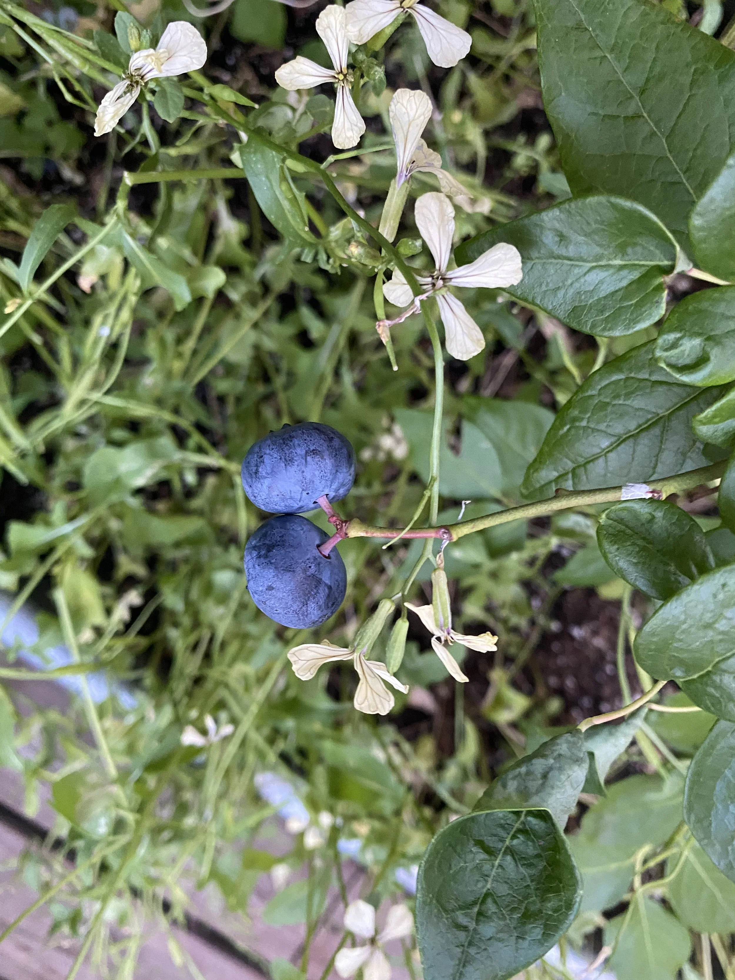 URBAN OASIS_BLUEBERRIES 🫐 rooftop GARDENING in 2020 IMG_9847.jpeg