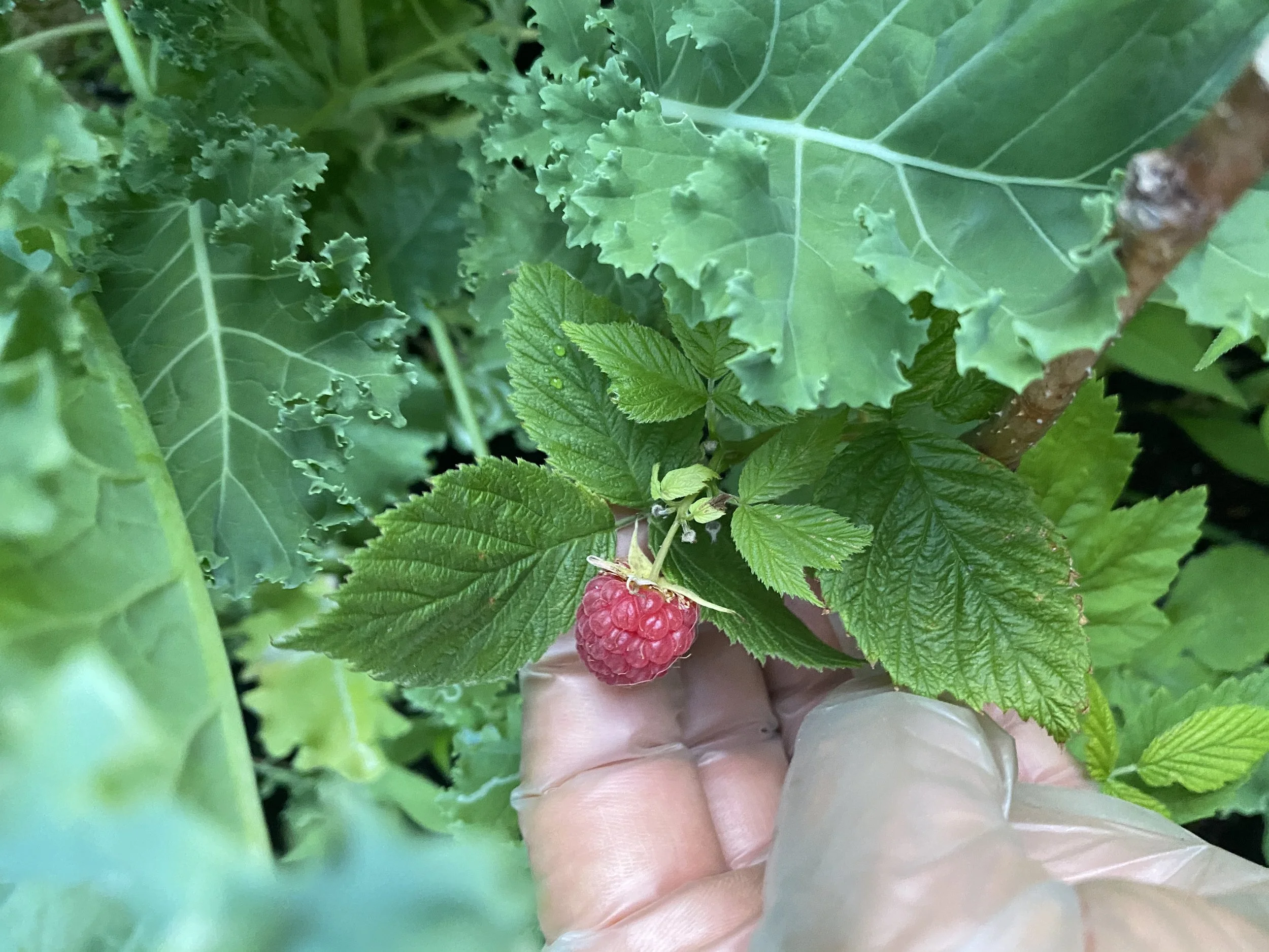 URBAN OASIS_rooftop GARDENING in 2020 _9841.jpeg