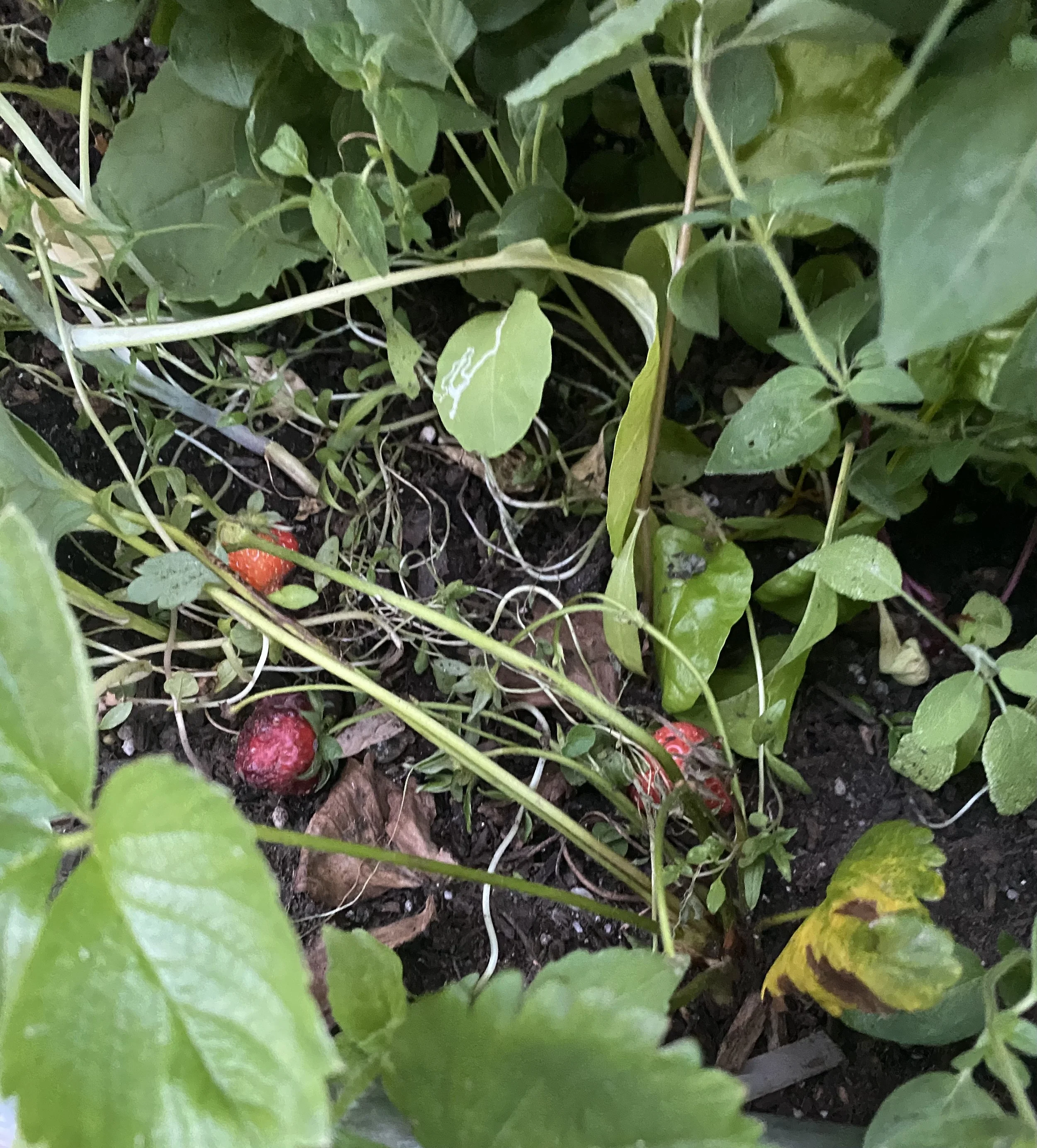 URBAN OASIS_rooftop GARDENING in 2020 _9508.jpeg