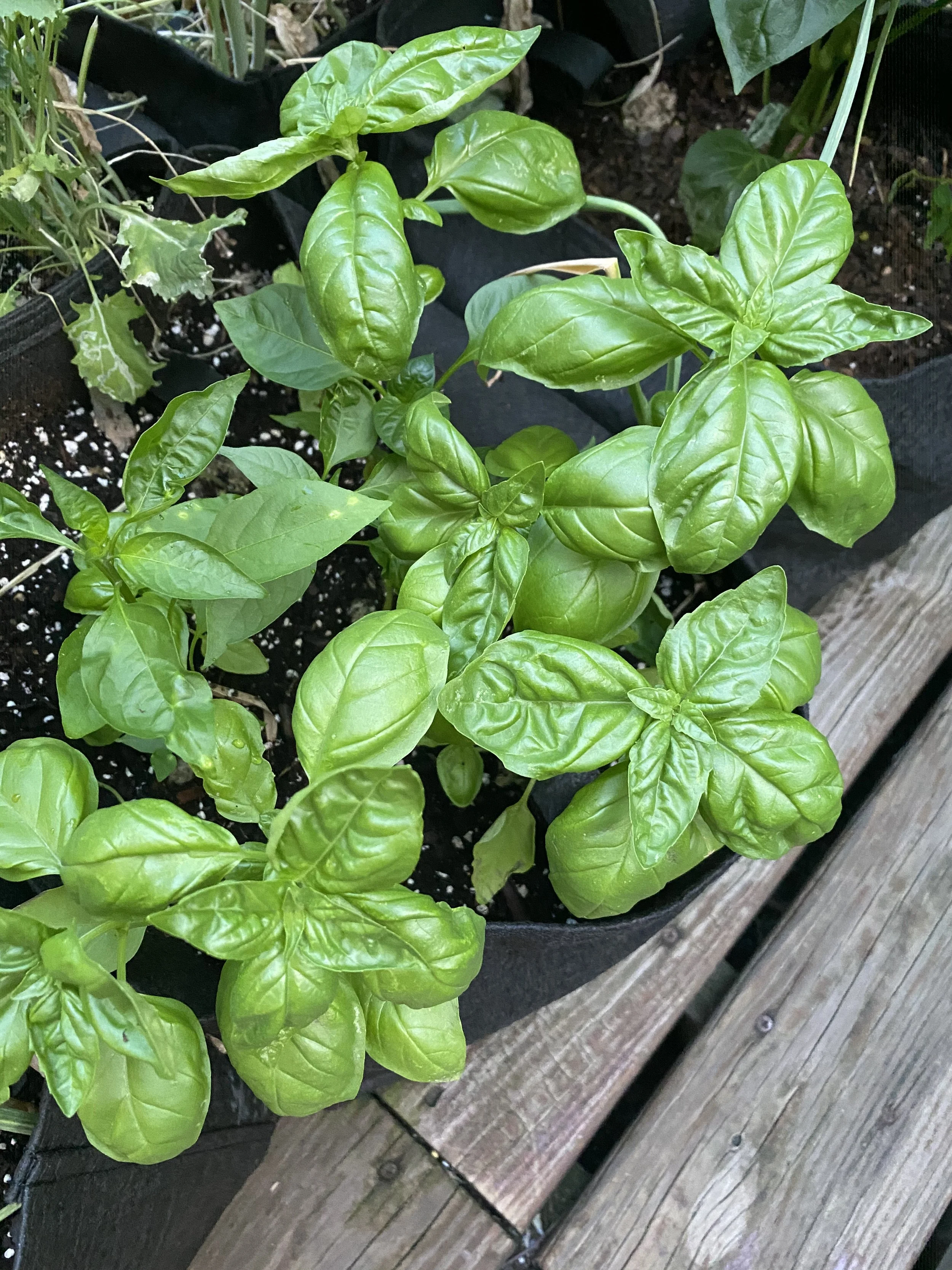 URBAN OASIS_rooftop GARDENING in 2020 _9839.jpeg